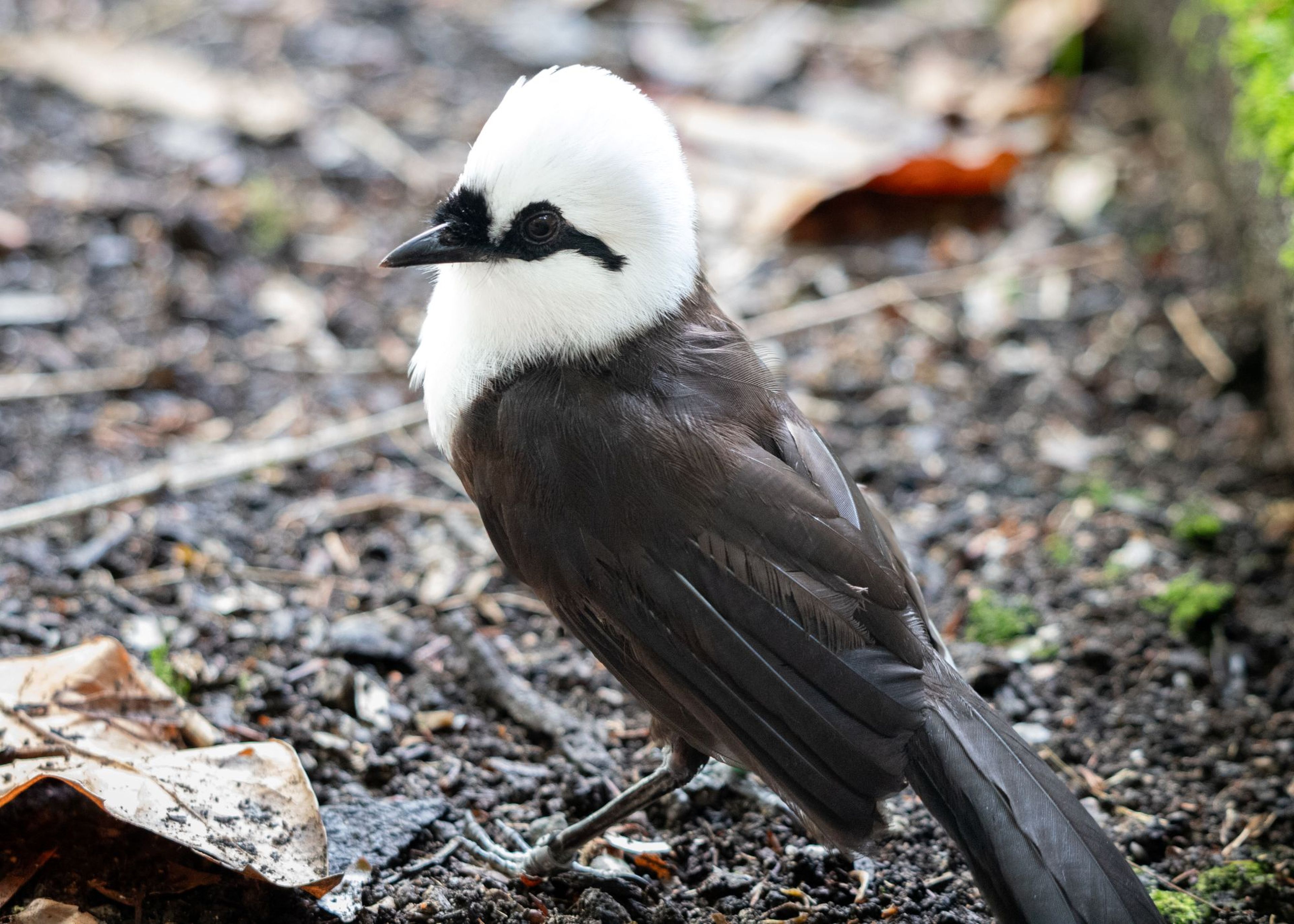 A white-crowned forktail bird stands on the ground, featuring a distinctive white and black plumage, with fallen leaves in the background.