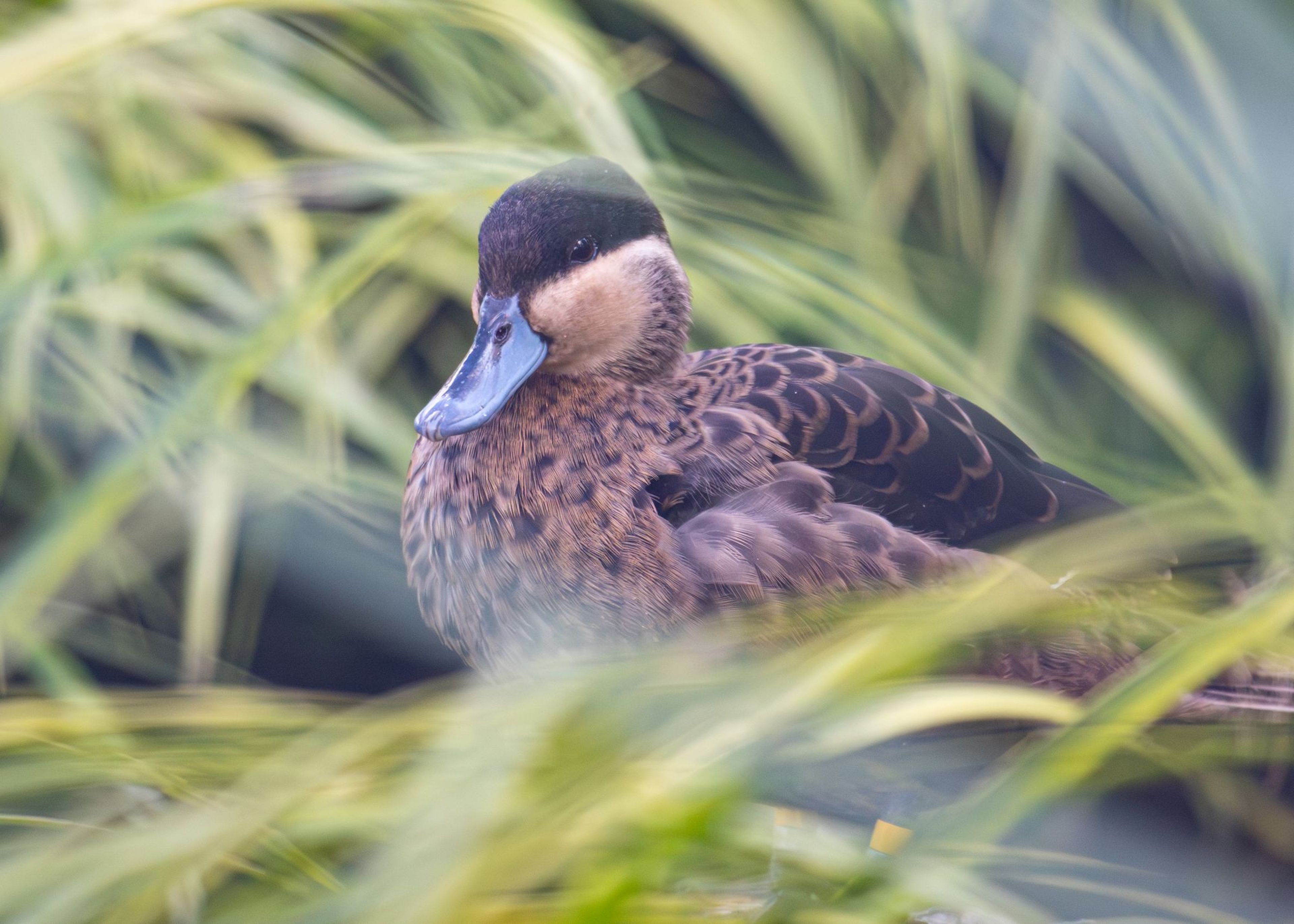Blue-billed teal with speckled brown feathers and a blue bill nestled among tall green grasses. Blurred foliage frames the scene.