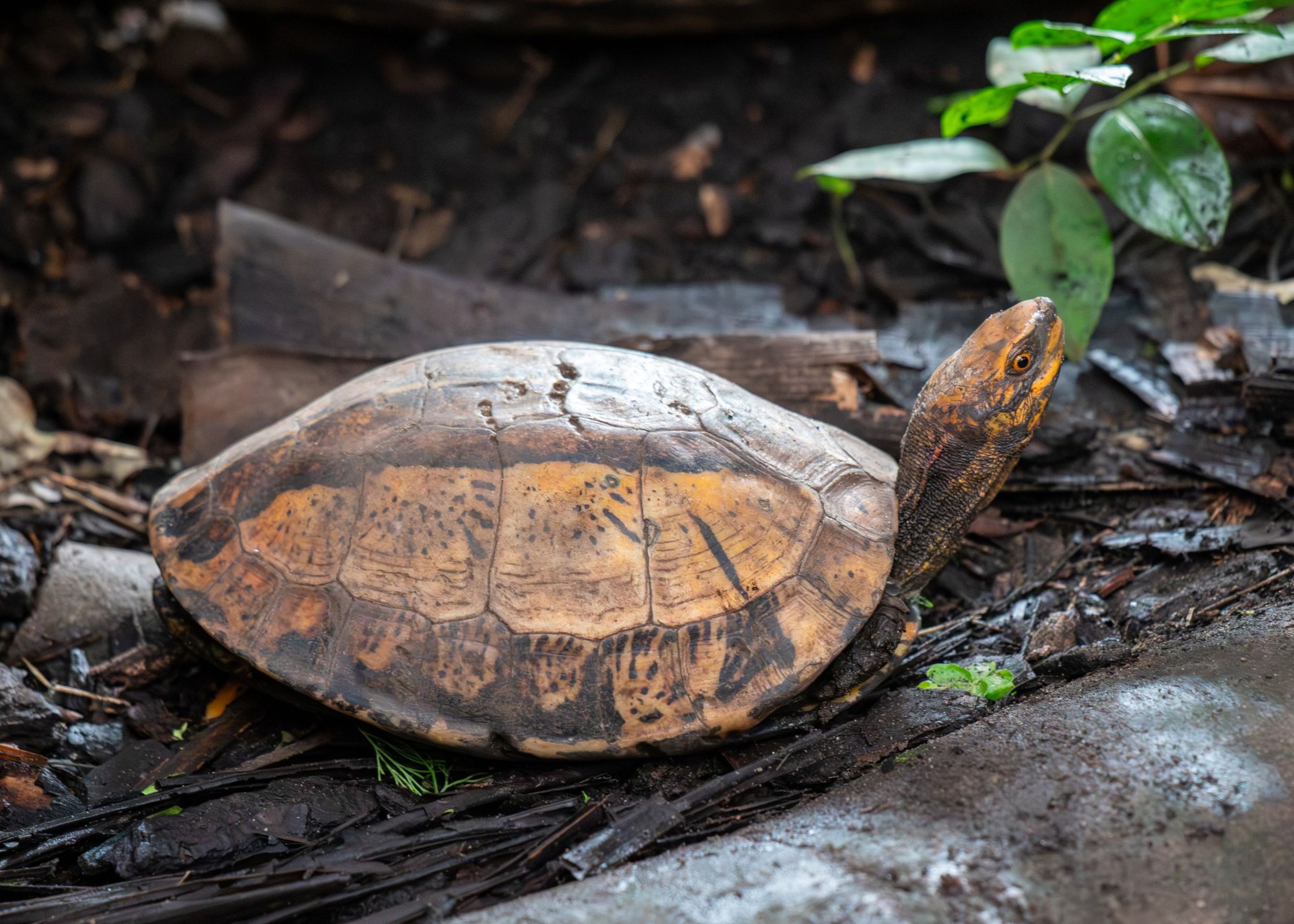 Indochinese box turtle lying on the ground at Paignton Zoo in Devon, UK