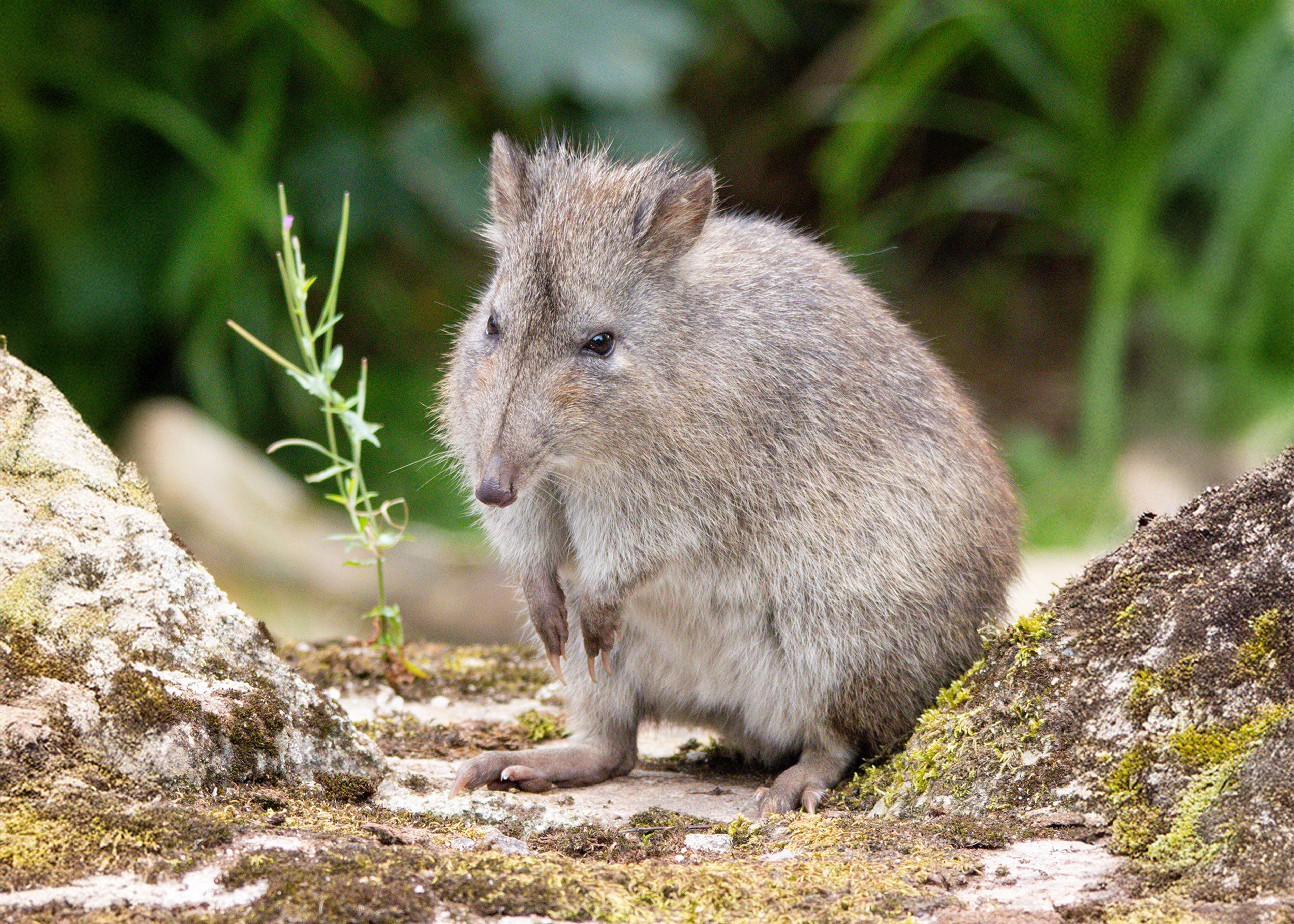 A small, fluffy potoroo sits on a moss-covered rock, surrounded by greenery, looking curiously at the camera.