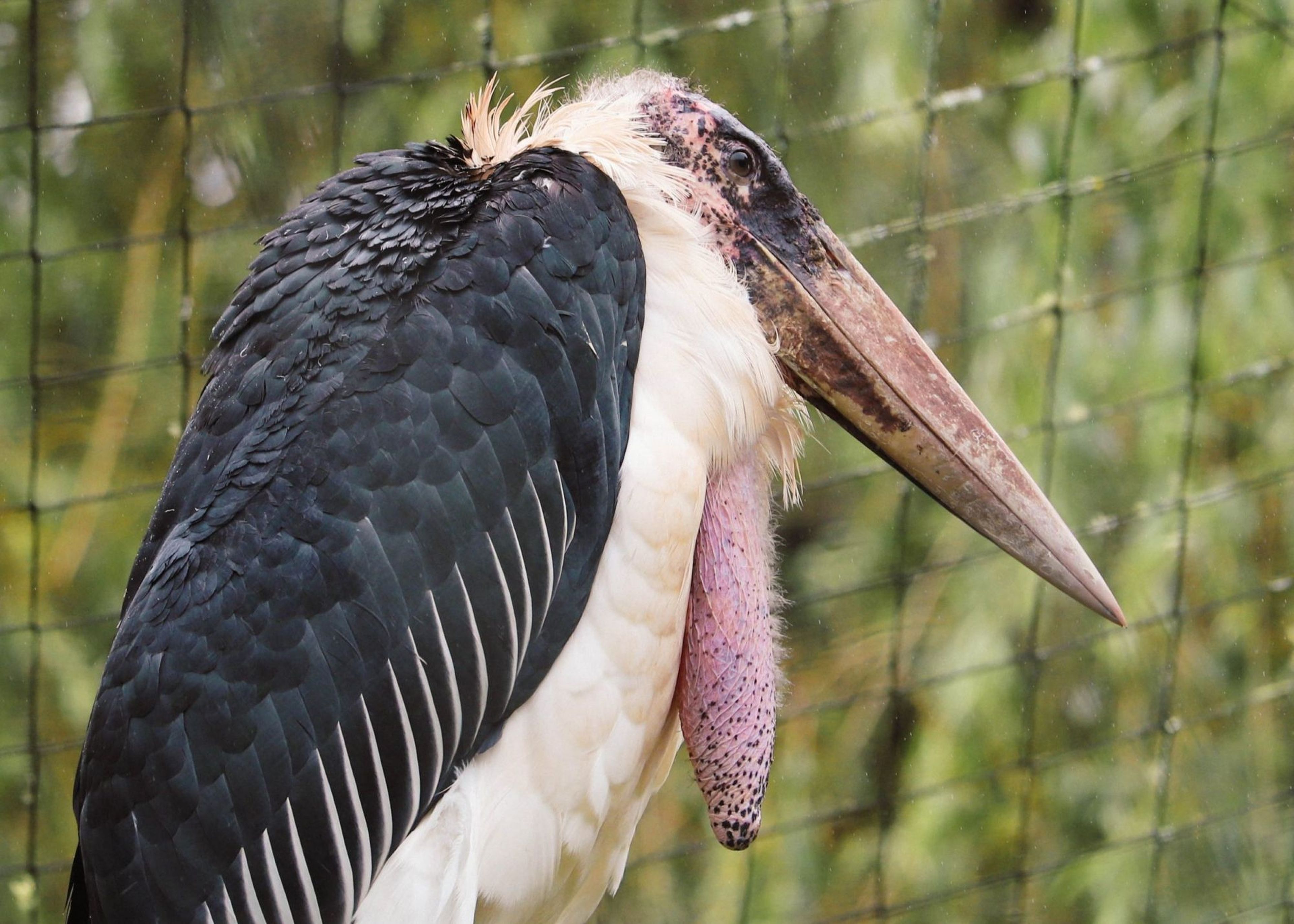 Marabou stork sitting in the rain at Paignton Zoo in Devon, UK