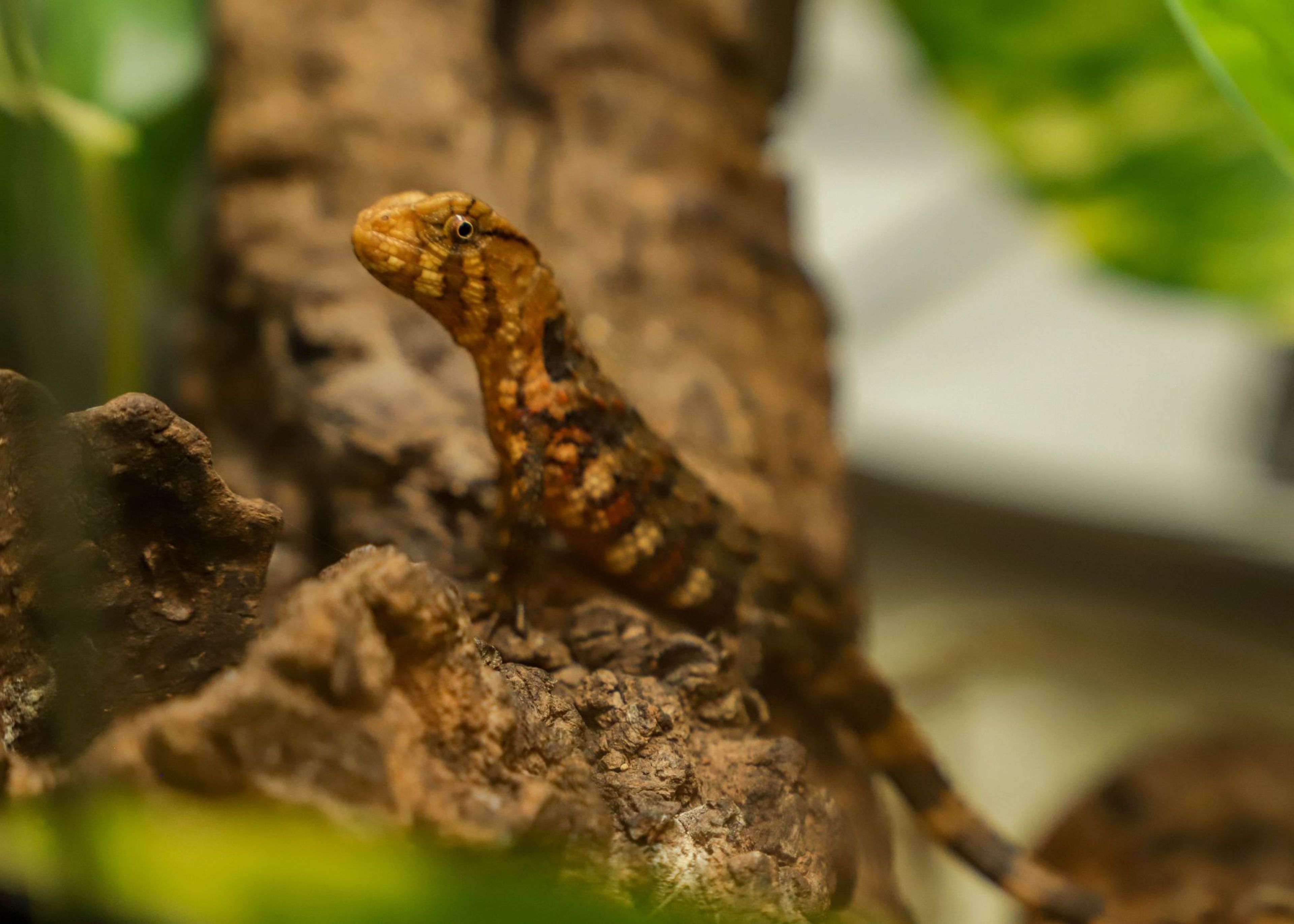 A small, brown reptile with textured skin perched on a tree branch, surrounded by blurred green leaves in the background.
