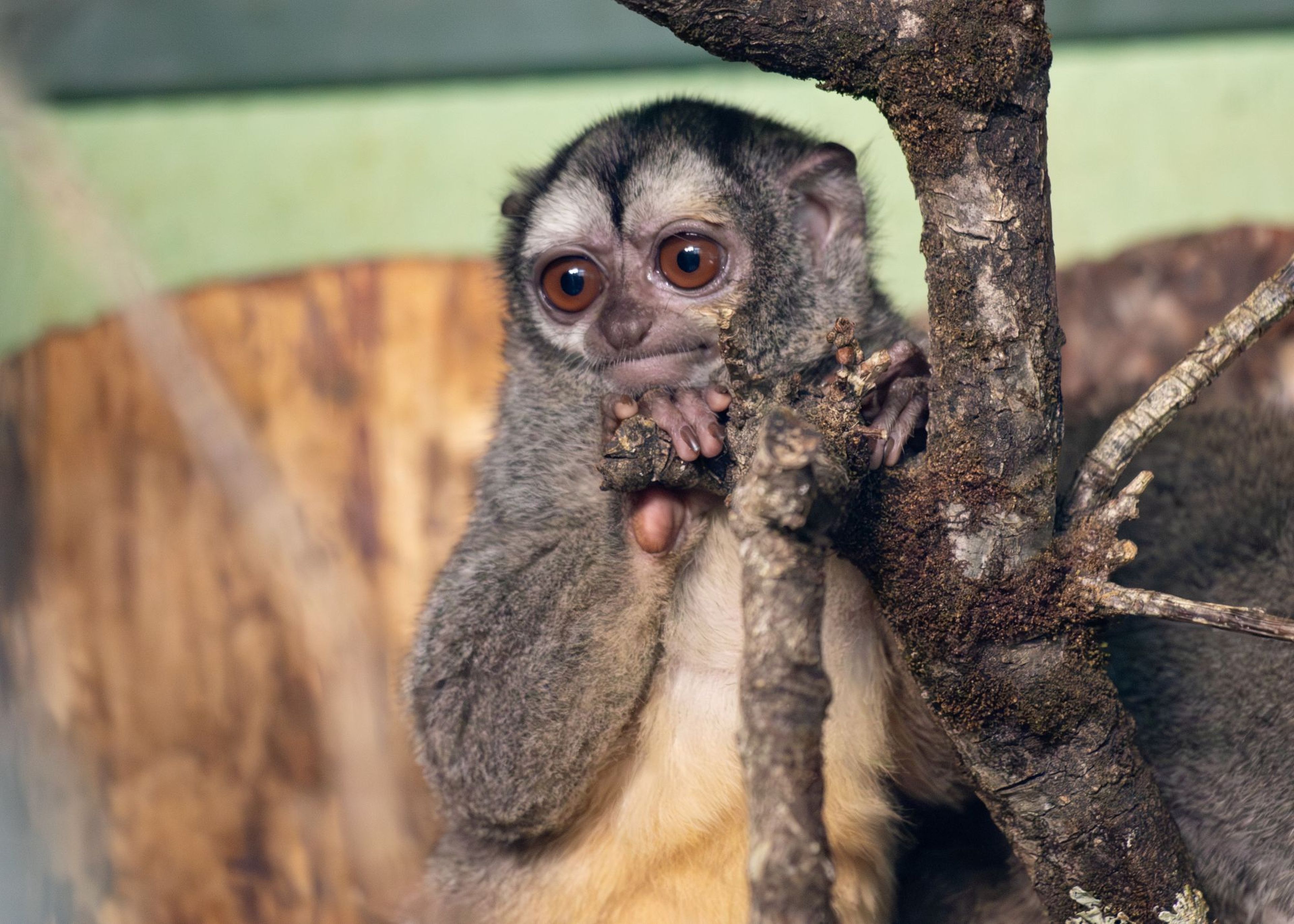Douroucouli female perching over a branch at Paignton Zoo in Devon, UK