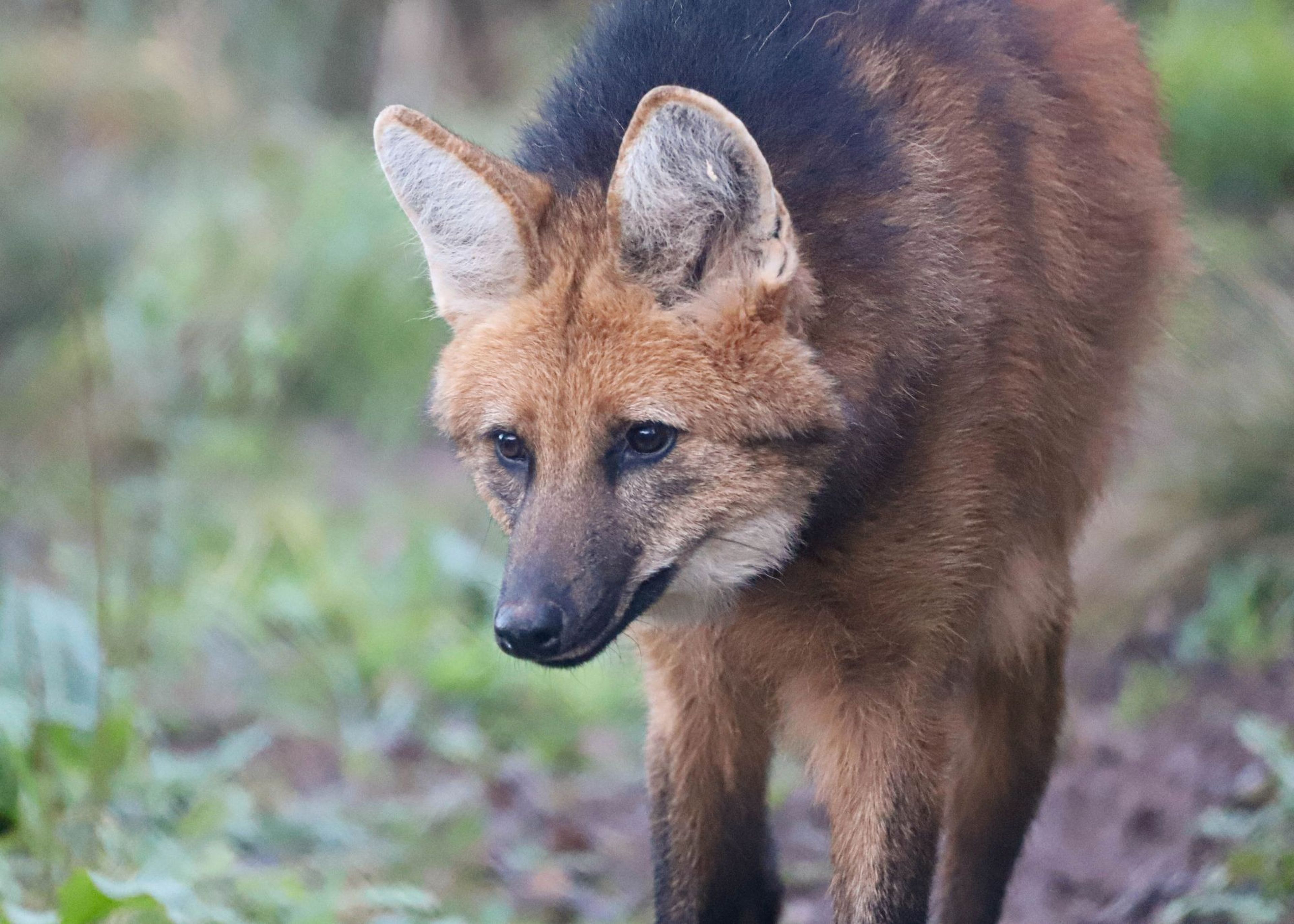 Female maned wolf up-close at Paignton Zoo in Devon, UK