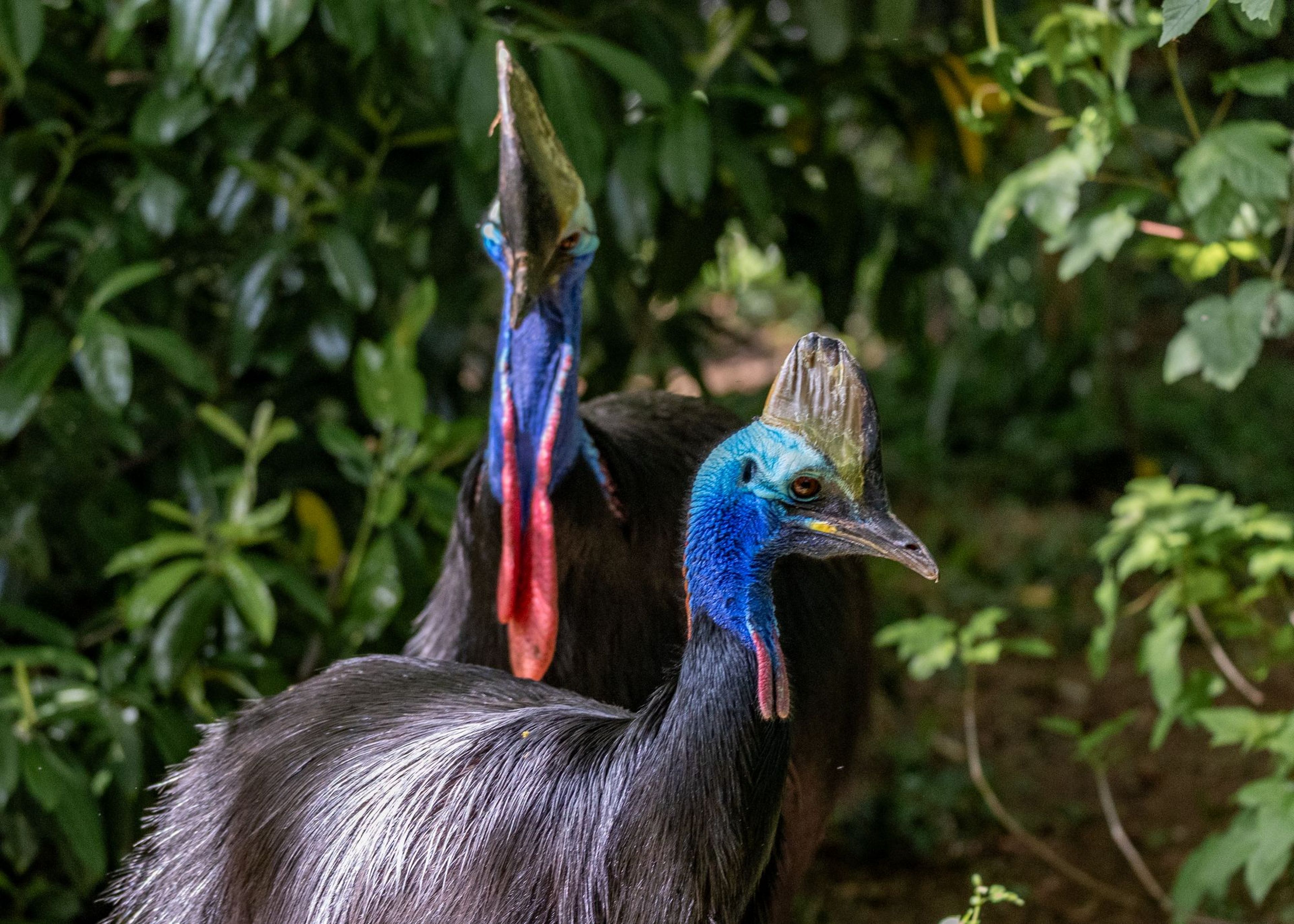 Two Southern Cassowaries with striking blue and black plumage and helmet-like casques stand amid lush green foliage.