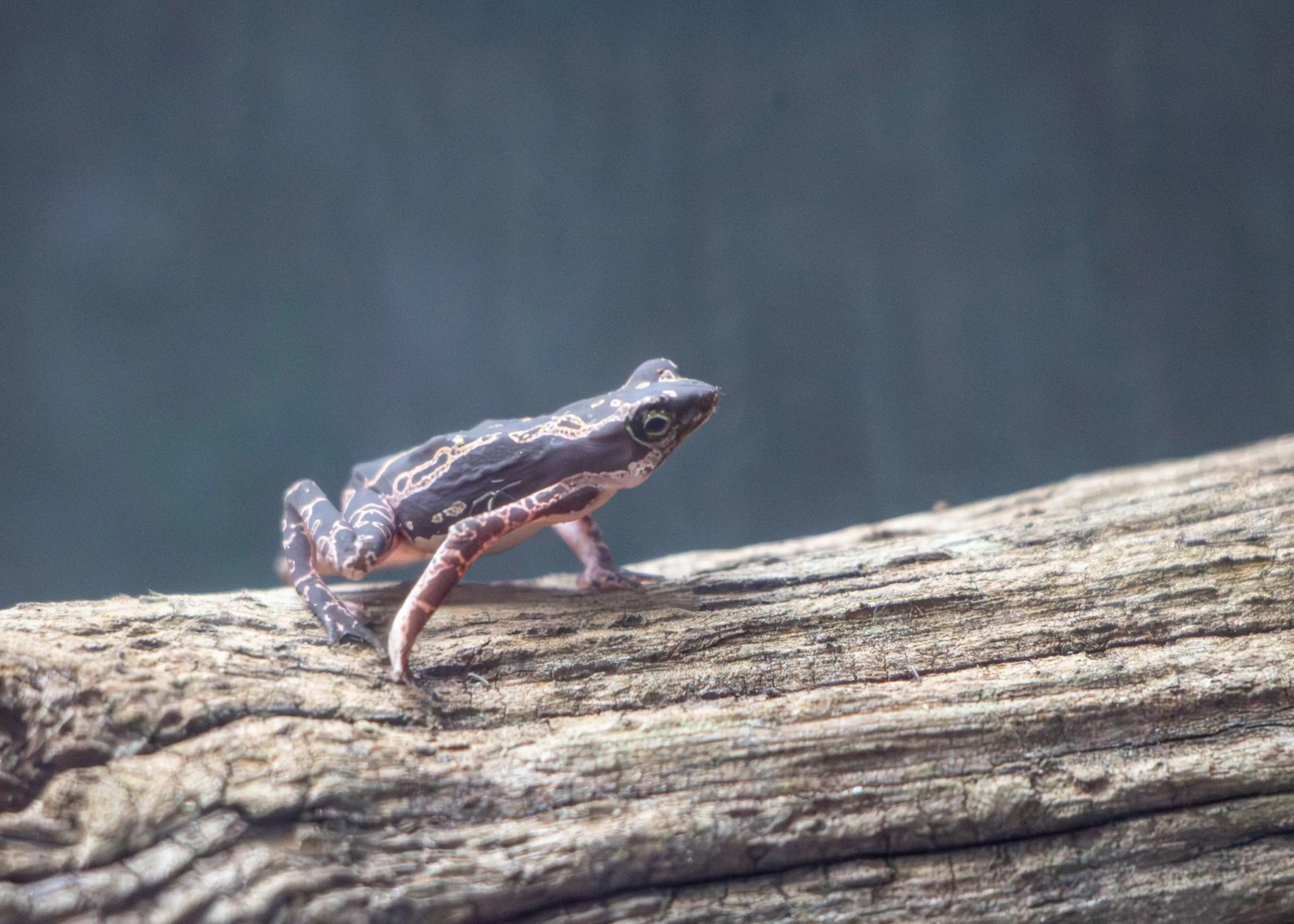A small, striped frog sits on a weathered log against a blurred gray background.