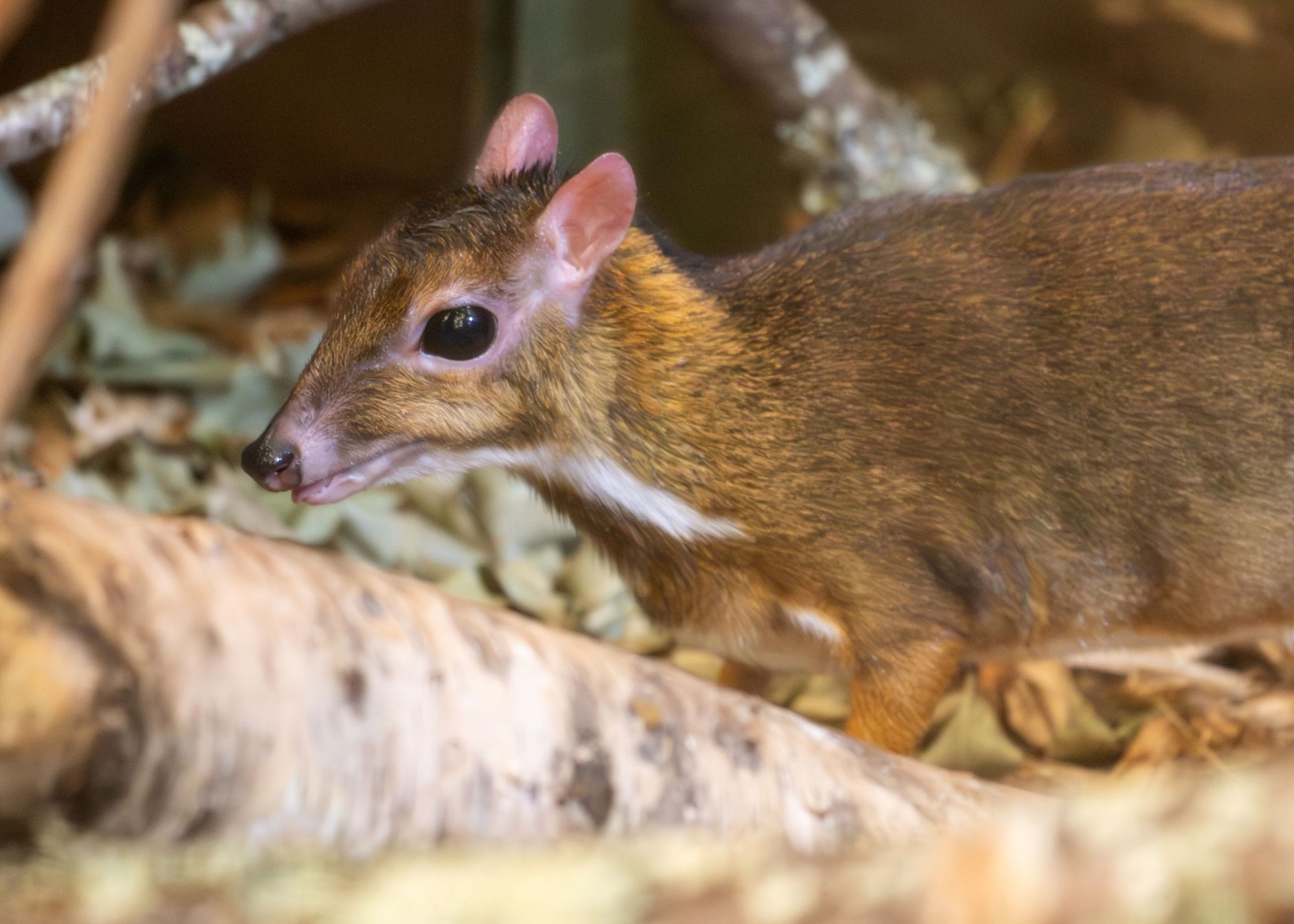 A small mouse deer with brown fur and a white underbelly stands among fallen leaves and branches, looking to the left.
