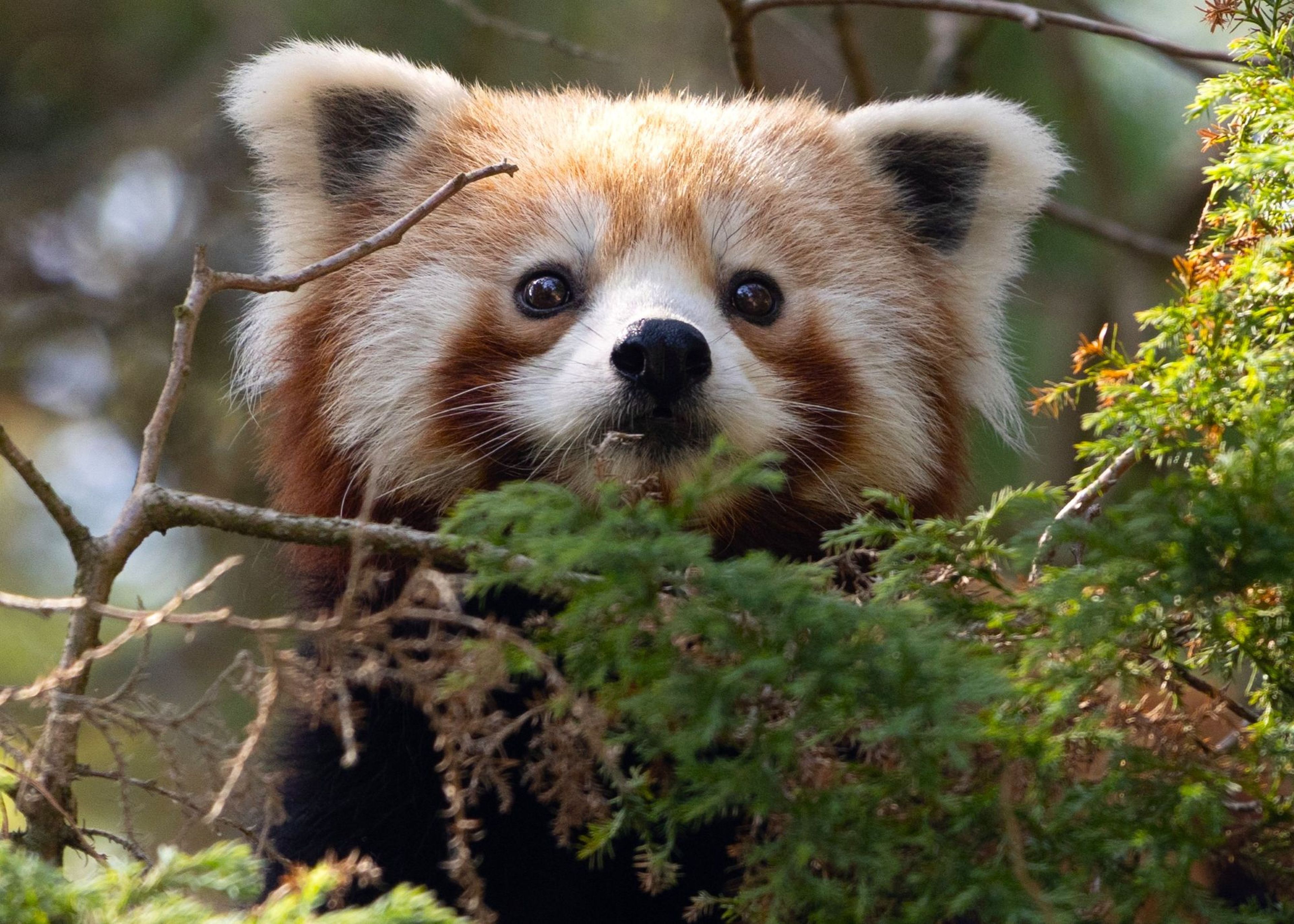 A red panda peeks through green foliage. Its reddish-brown fur and white facial markings stand out amidst the dense branches. At Paignton Zoo in Devon, UK