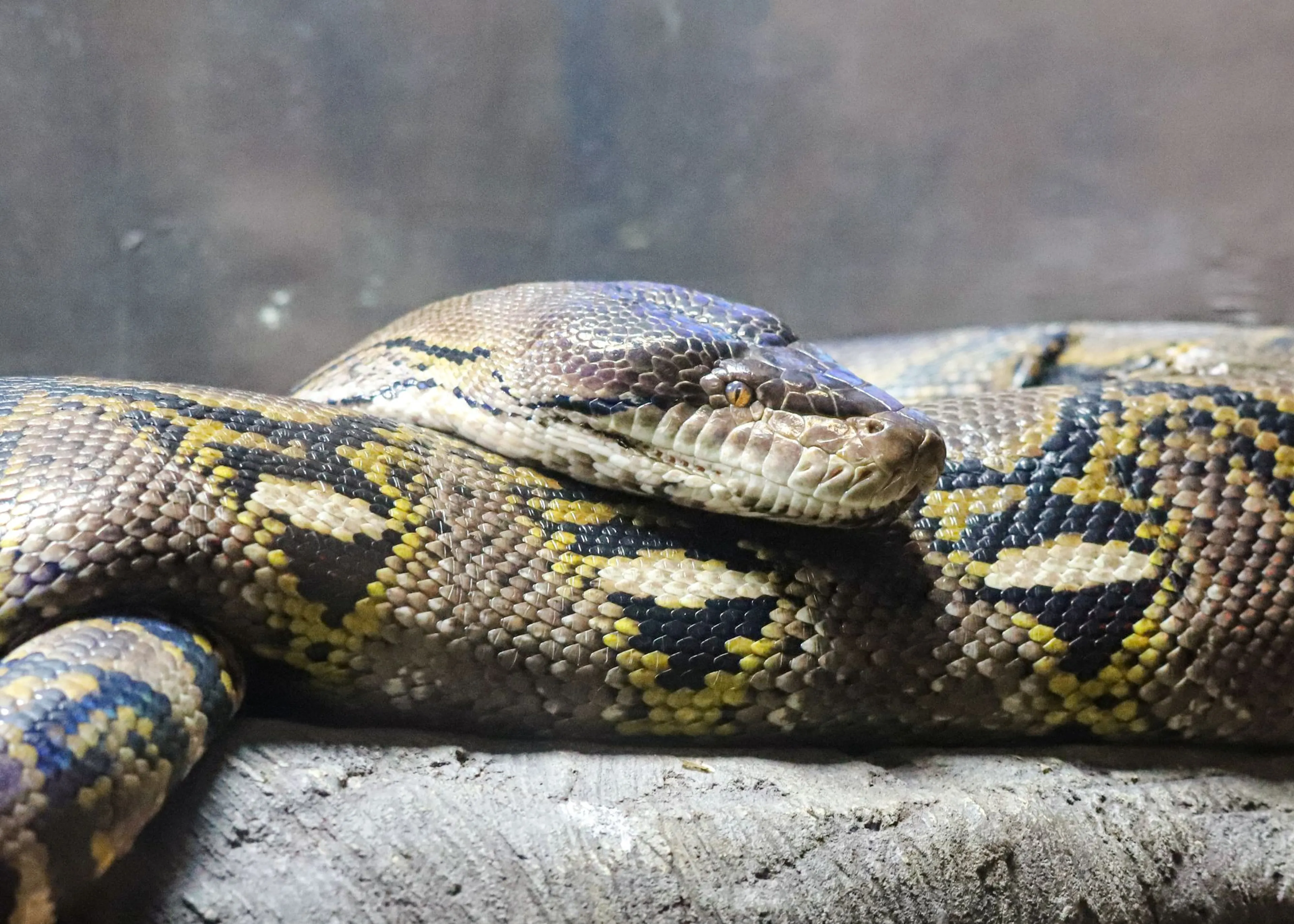A large python rests on a rock, showcasing its intricate pattern of brown, yellow, and black scales against a blurred background.