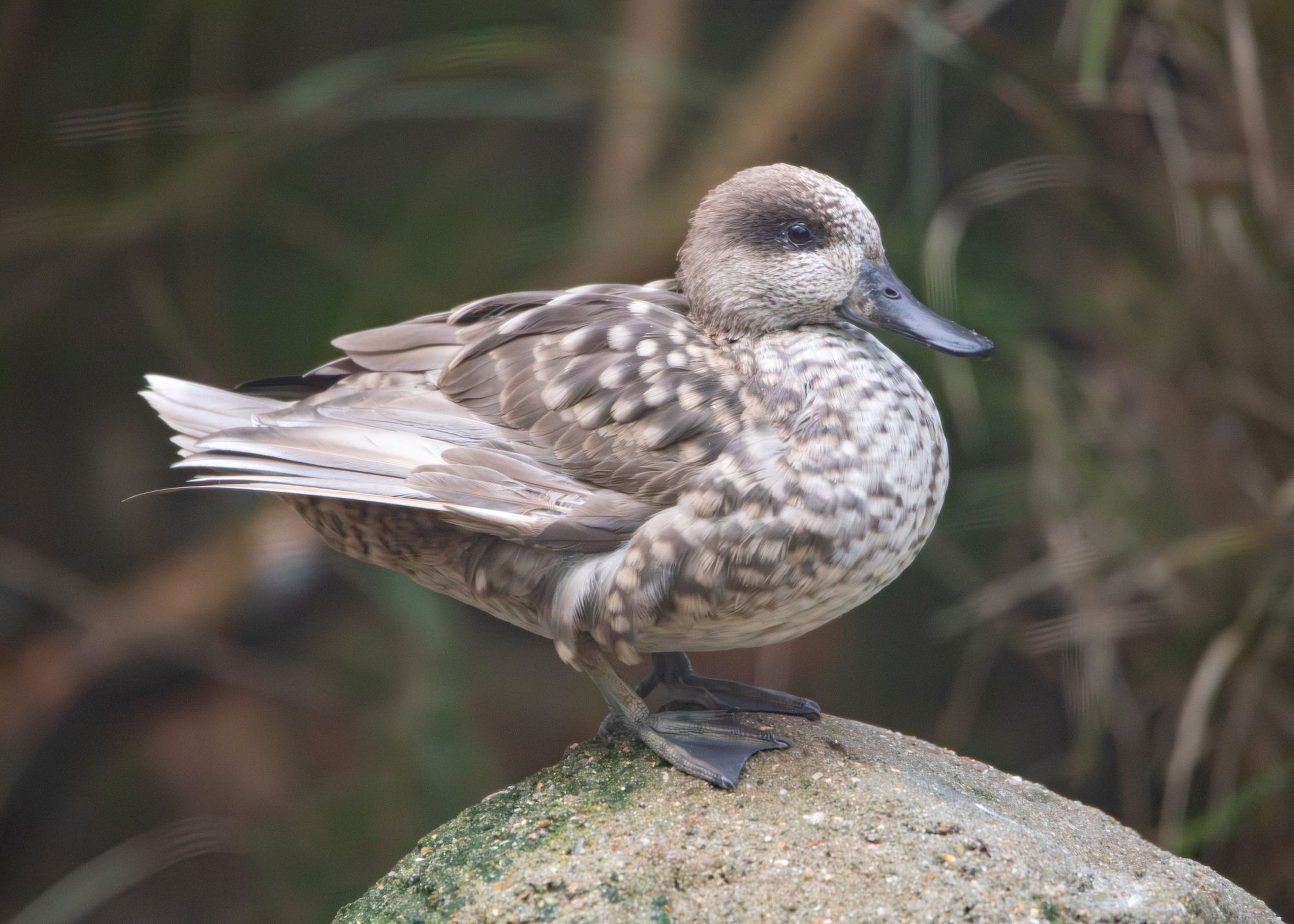 Marbled teal duck sitting pretty on top of a rock at Paignton Zoo in Devon, UK