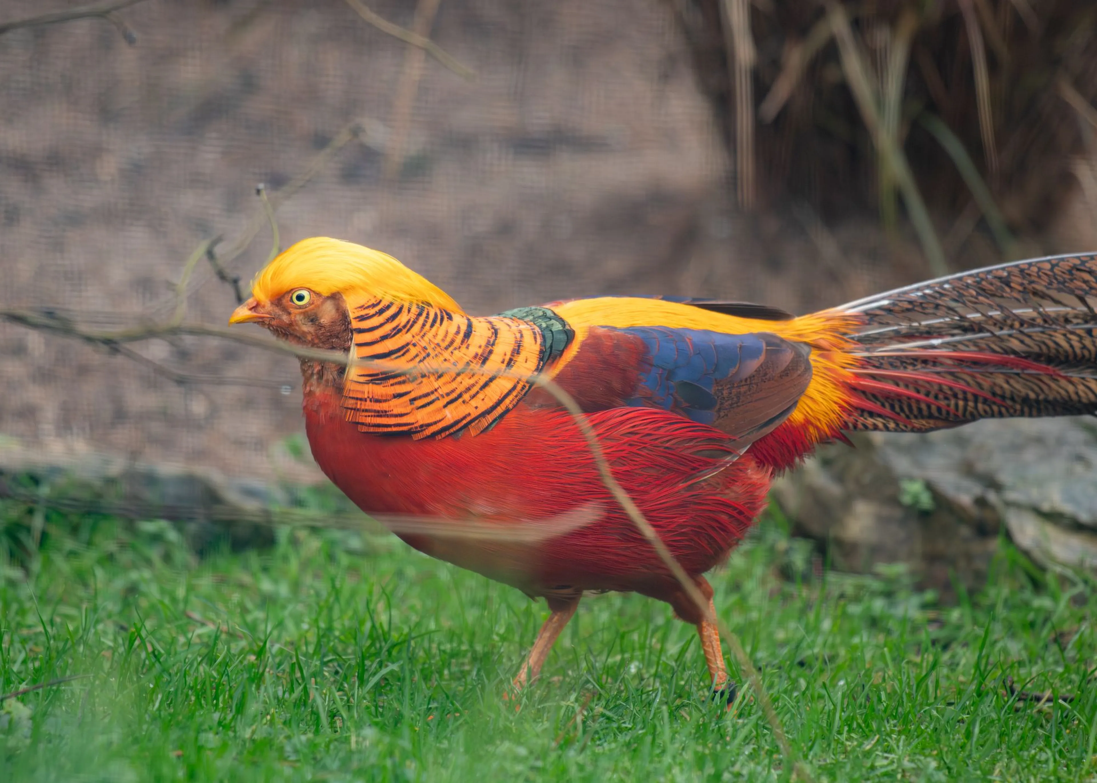 Golden pheasant with vibrant yellow, red, and orange plumage standing on green grass, with a blurred natural background.