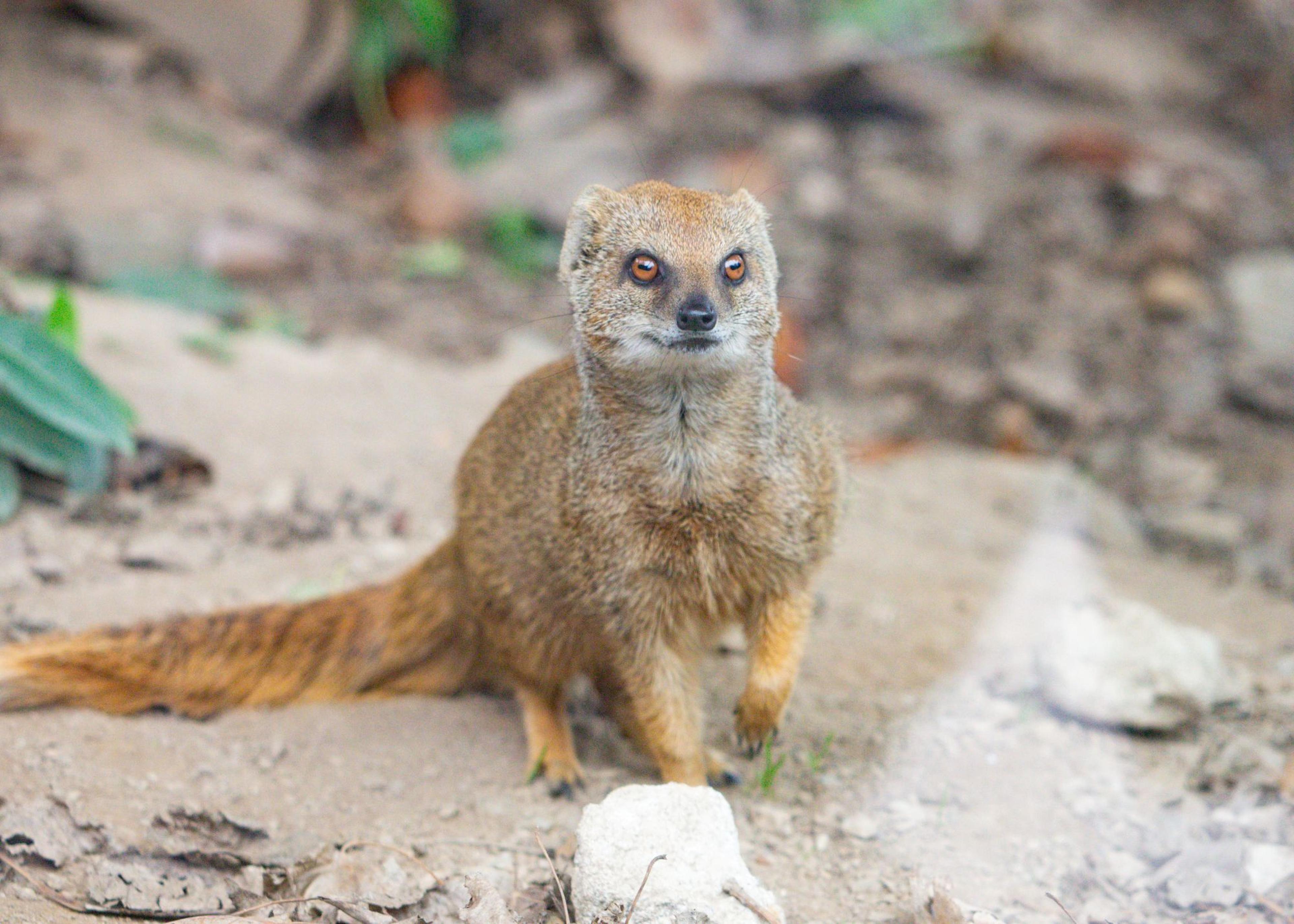 A small yellow mongoose standing on rocky ground, looking forward with alert eyes. The background is blurred with greenery and stones.