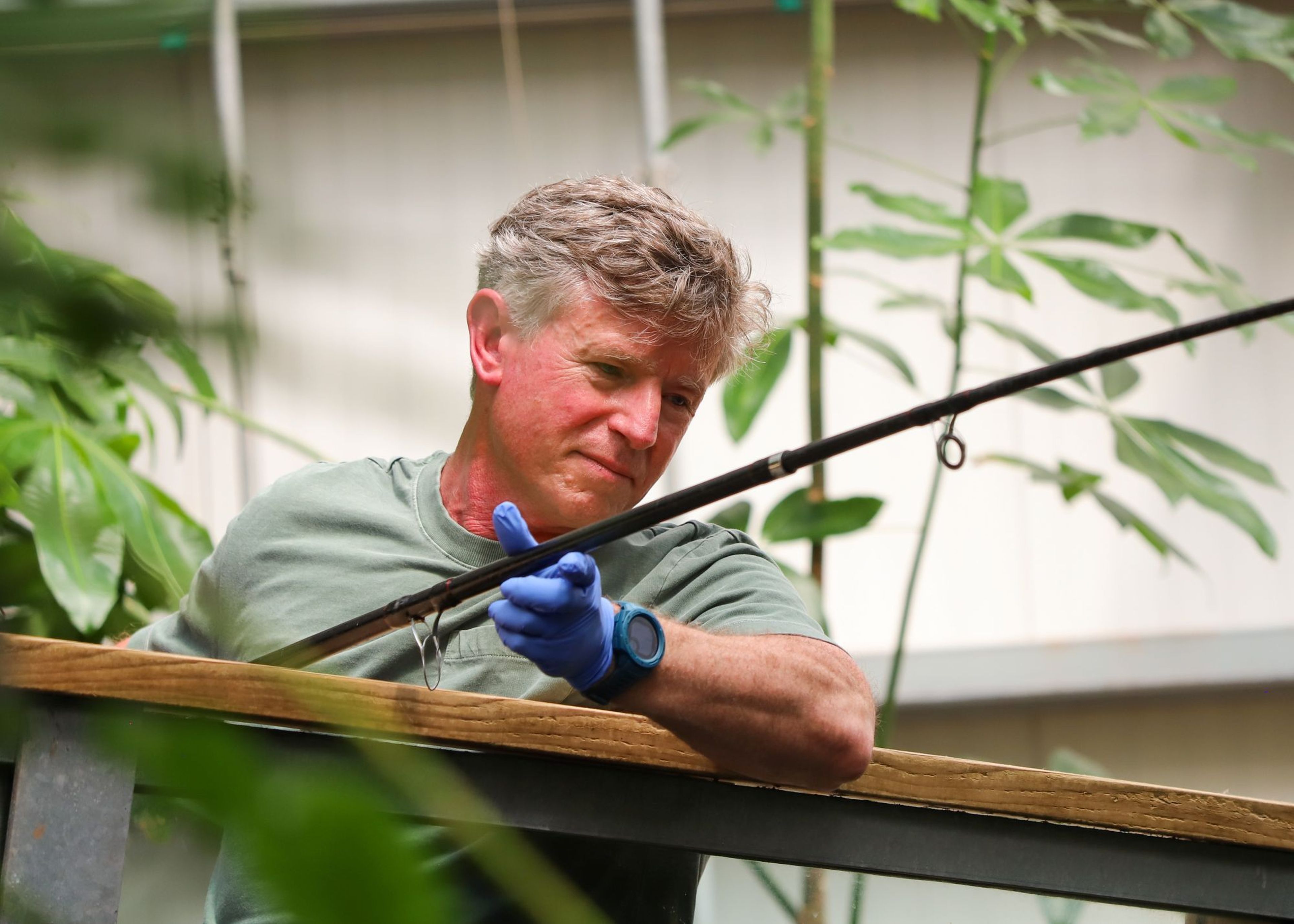 A man in a green shirt and blue gloves tends to a plant in a garden, holding a gardening tool, with greenery in the background.