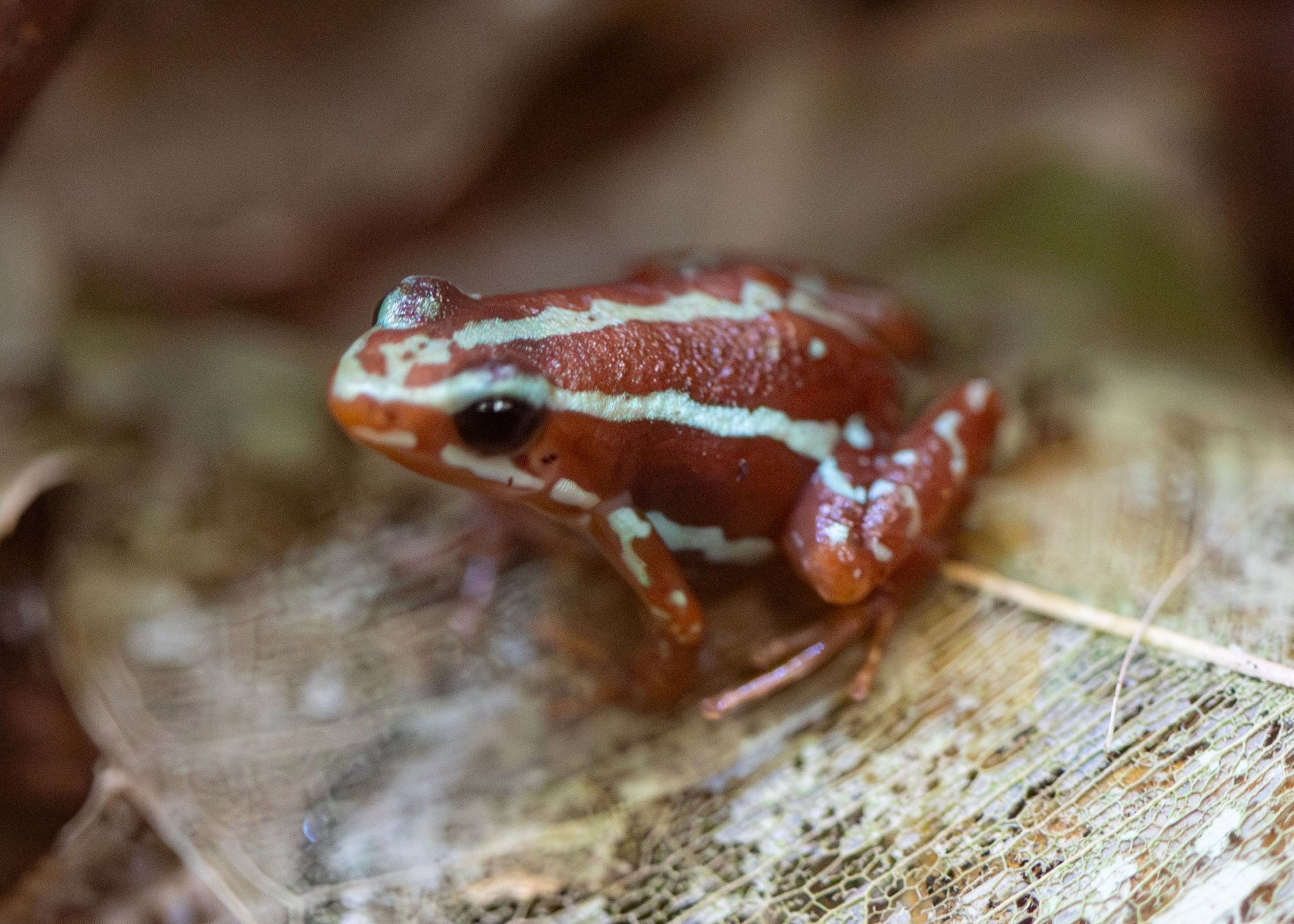 A small, colorful frog with red and white stripes sits on a leaf in a natural setting, showcasing its vibrant colors and patterns.