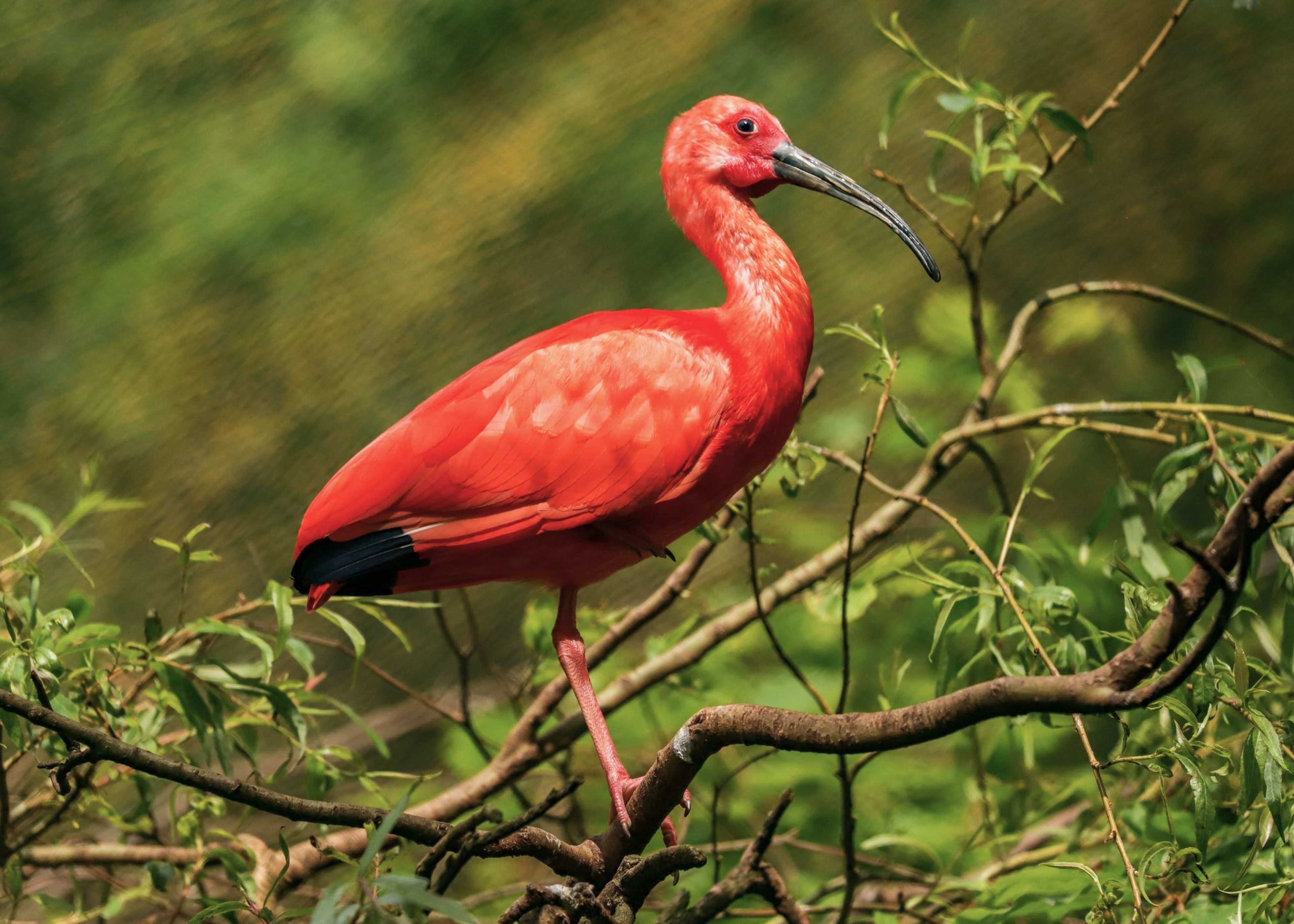 Bright red scarlet ibis perched on a branch with green foliage background, displaying its long curved beak and vivid plumage.