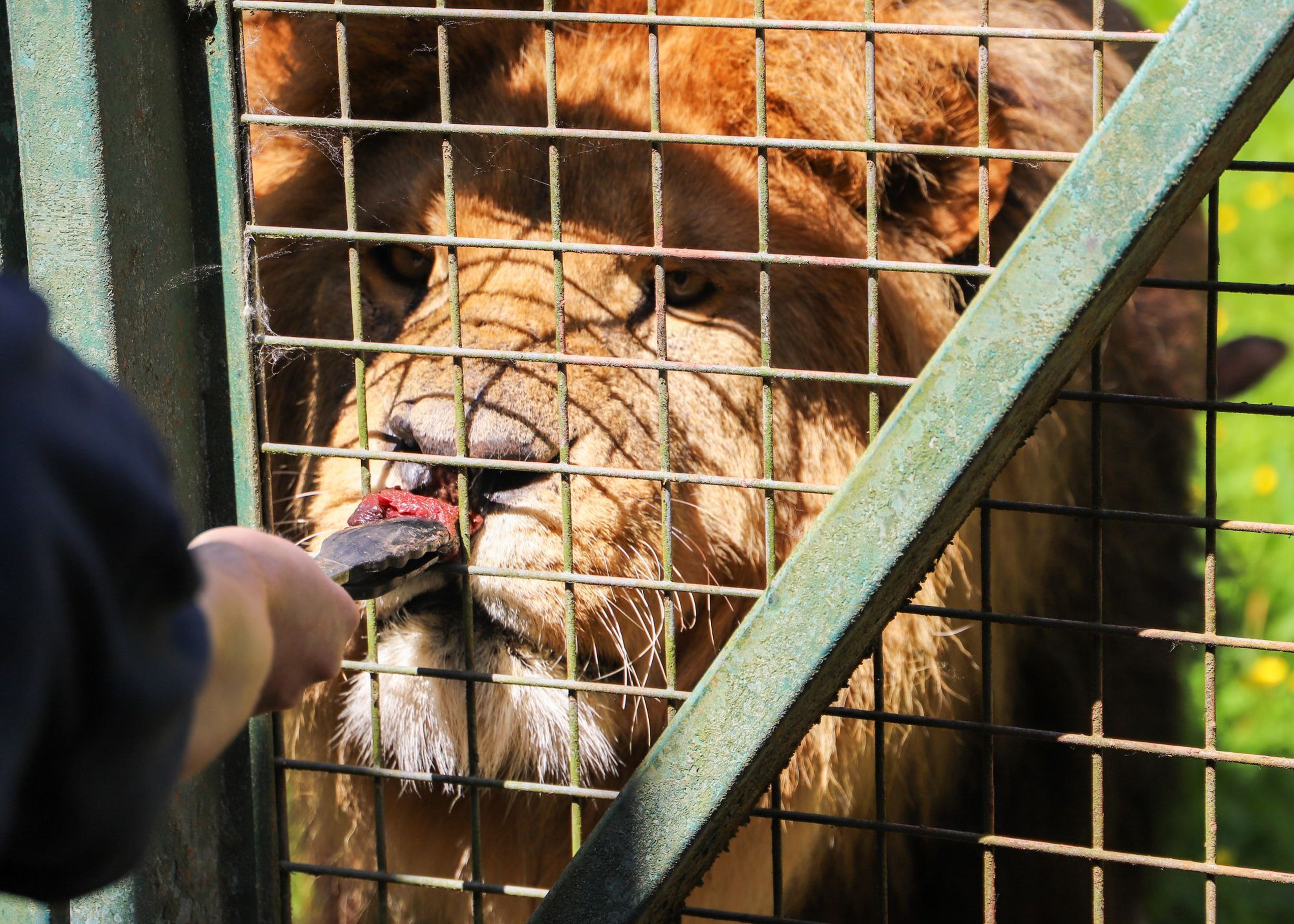 A lion behind a metal fence is being fed raw meat by a person through the bars on a sunny day.