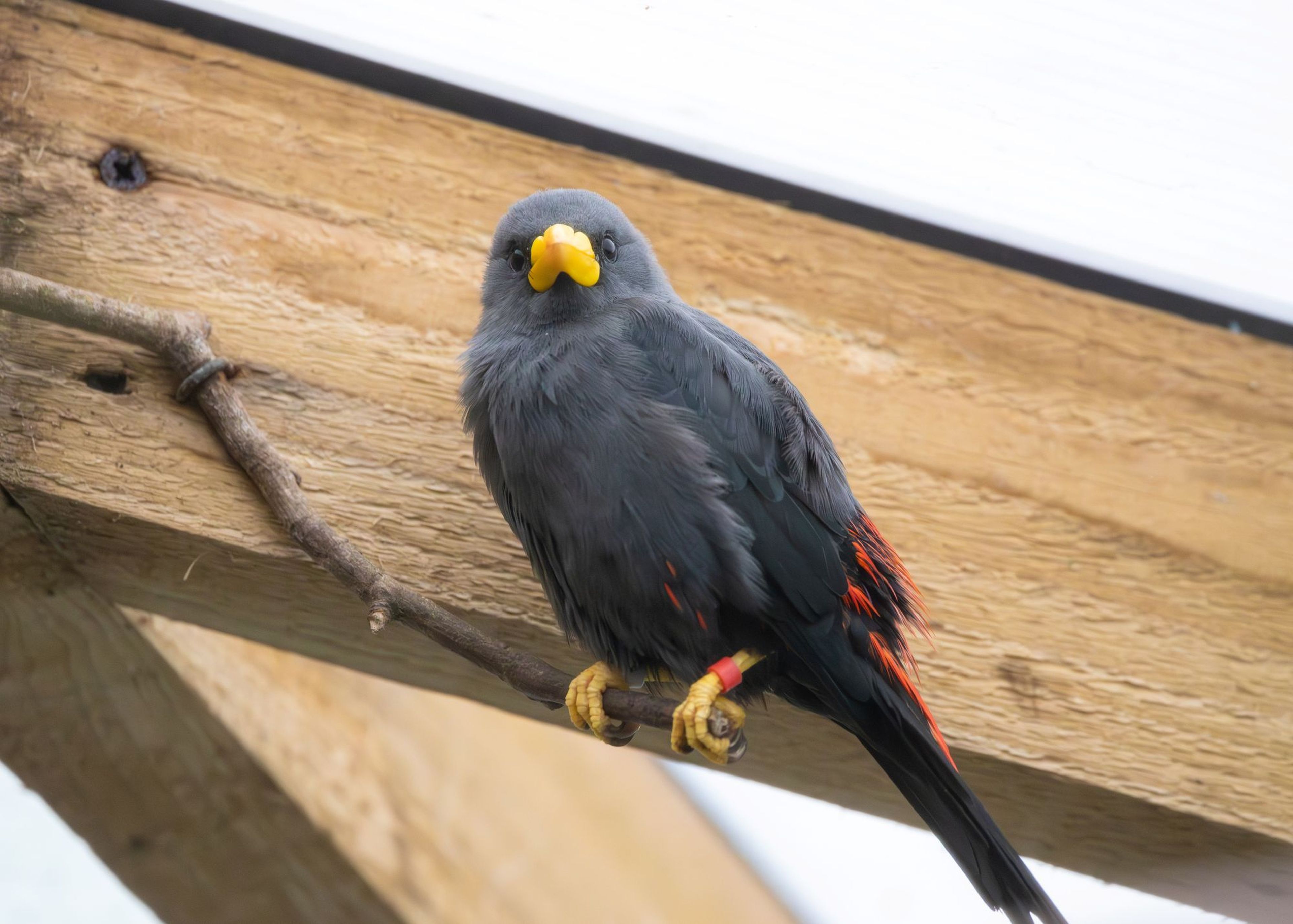 A black bird with red markings and a yellow beak perched on a wooden branch inside an enclosure.