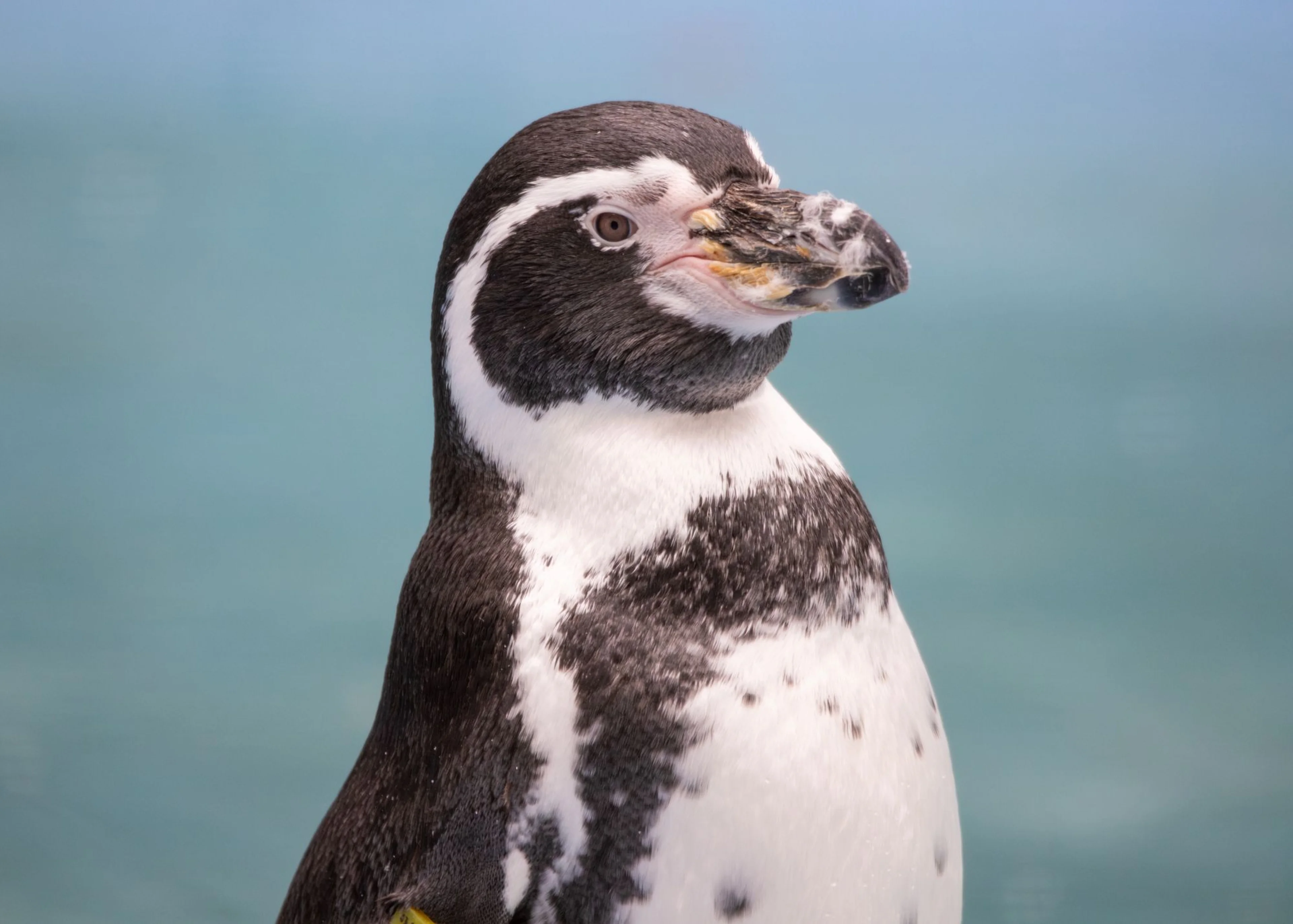 Close-up of a Humboldt penguin with a black and white pattern, standing against a blurred blue background.