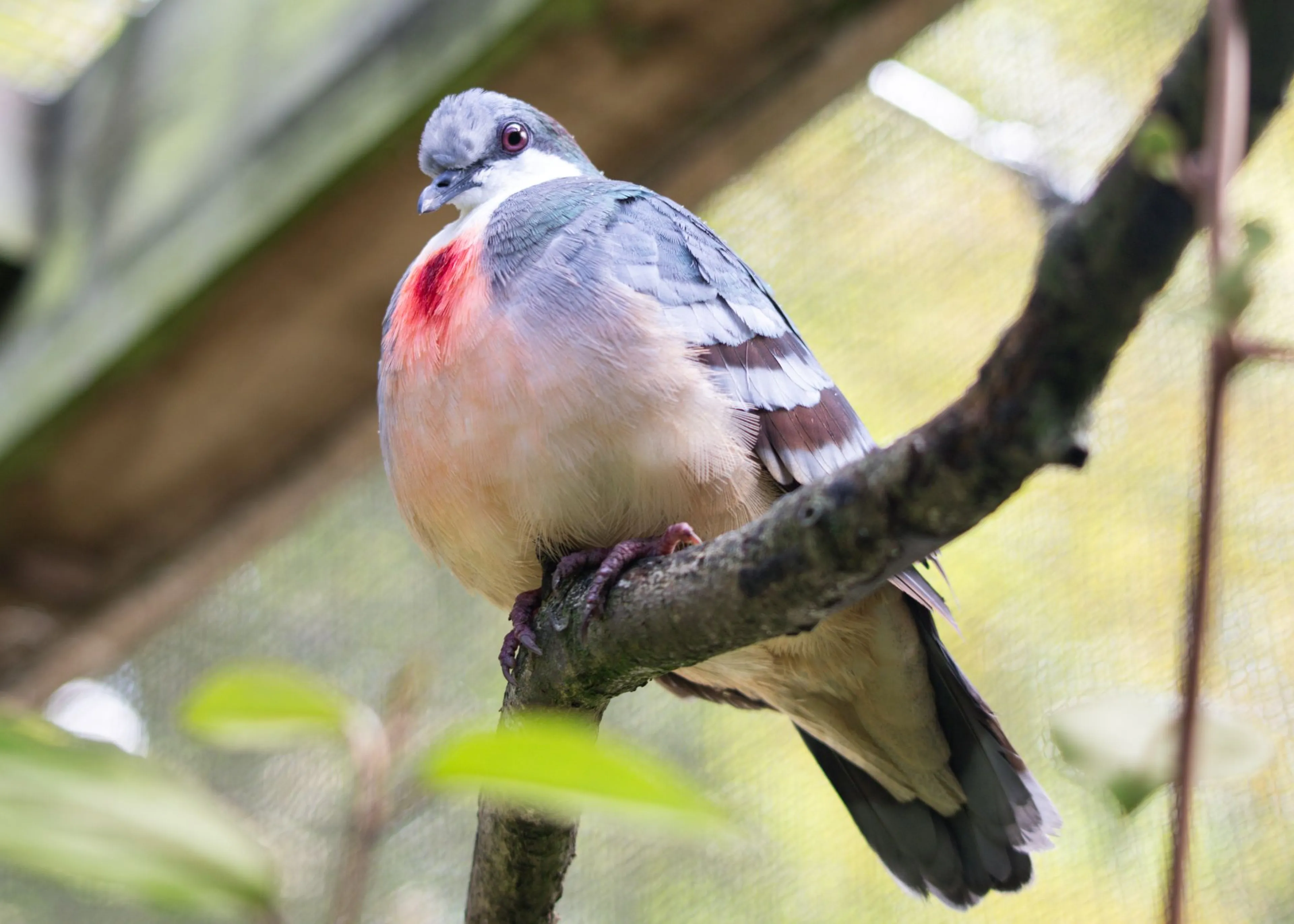 Colorful pigeon perched on a branch, displaying a vivid red patch on its chest, with a blurred background of foliage and structures.
