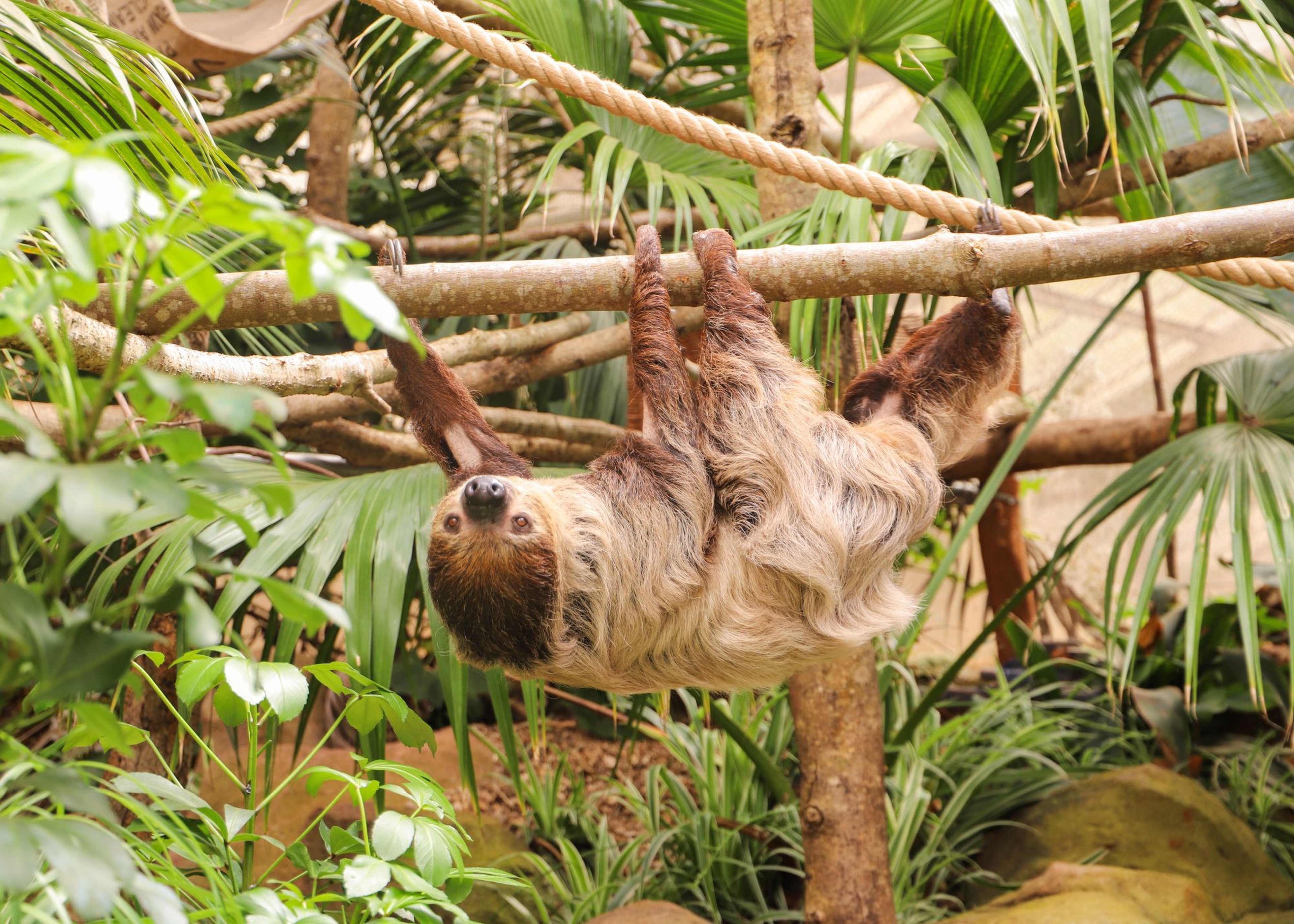 Linne's two-toed sloth hanging looking at the camera at Paignton Zoo in Devon, UK