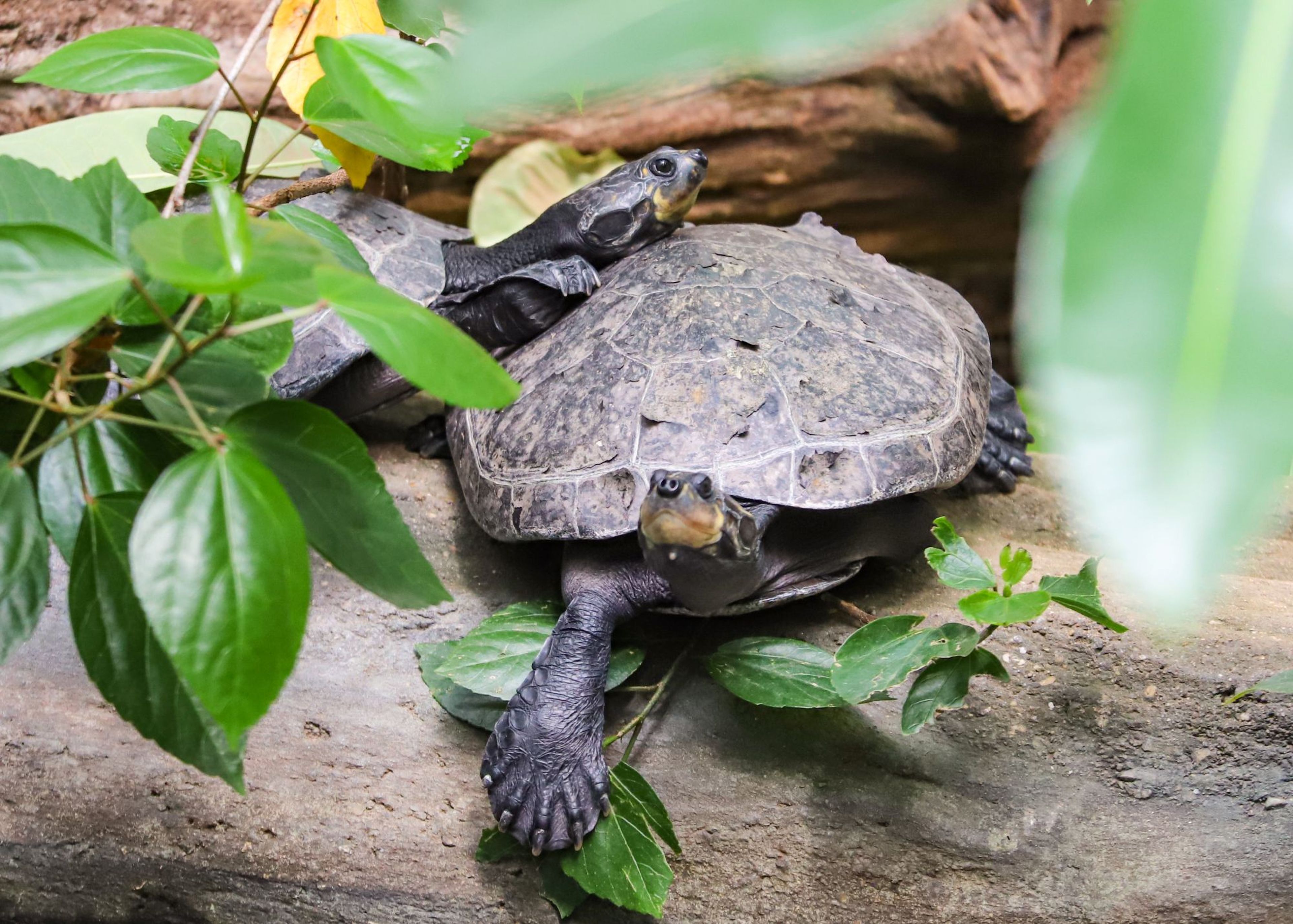 Two turtles resting on a log surrounded by lush green leaves, with one turtle slightly atop the other.