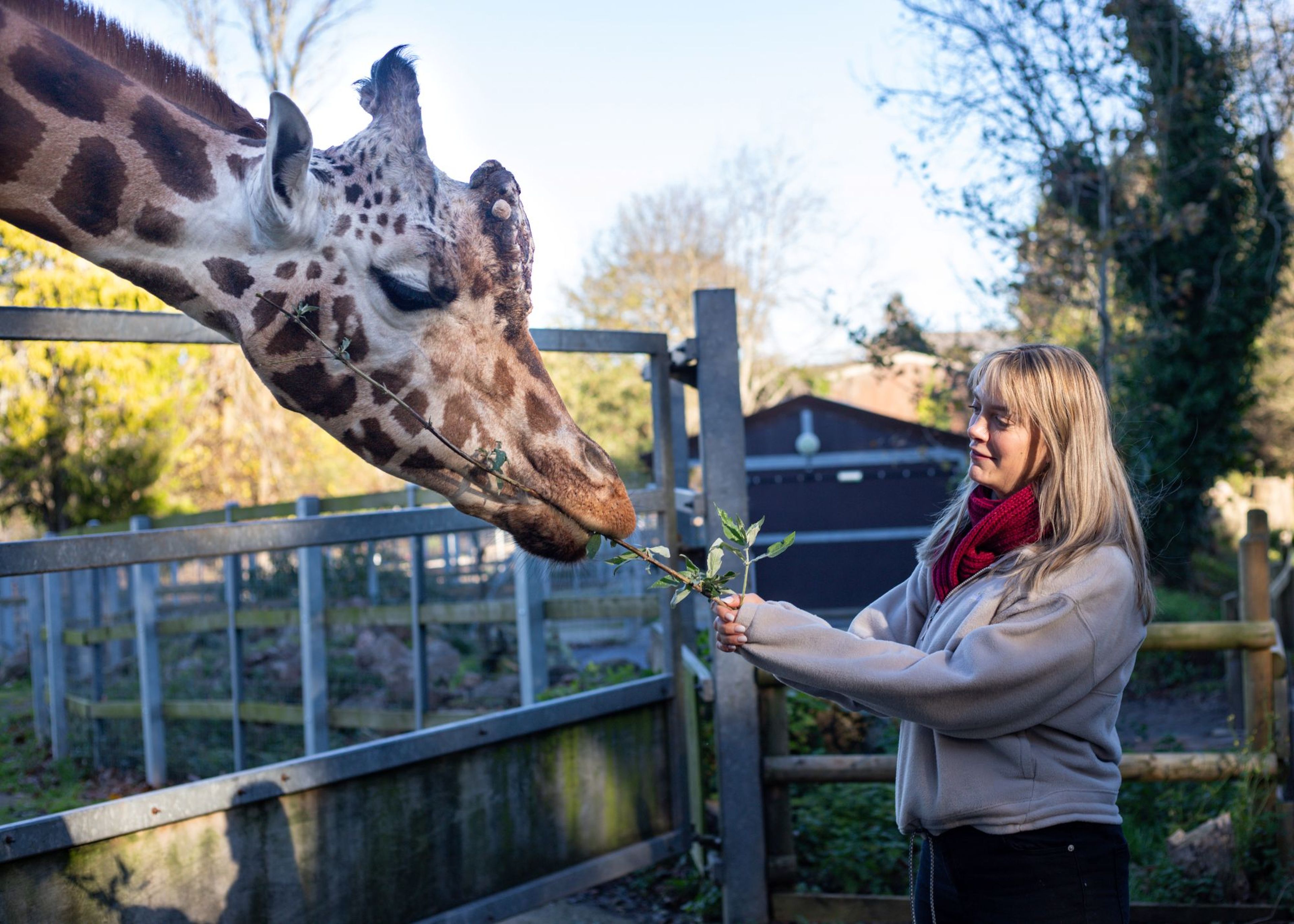 Woman feeding a giraffe through wooden fence at a zoo on a sunny day, with trees and a building in the background.