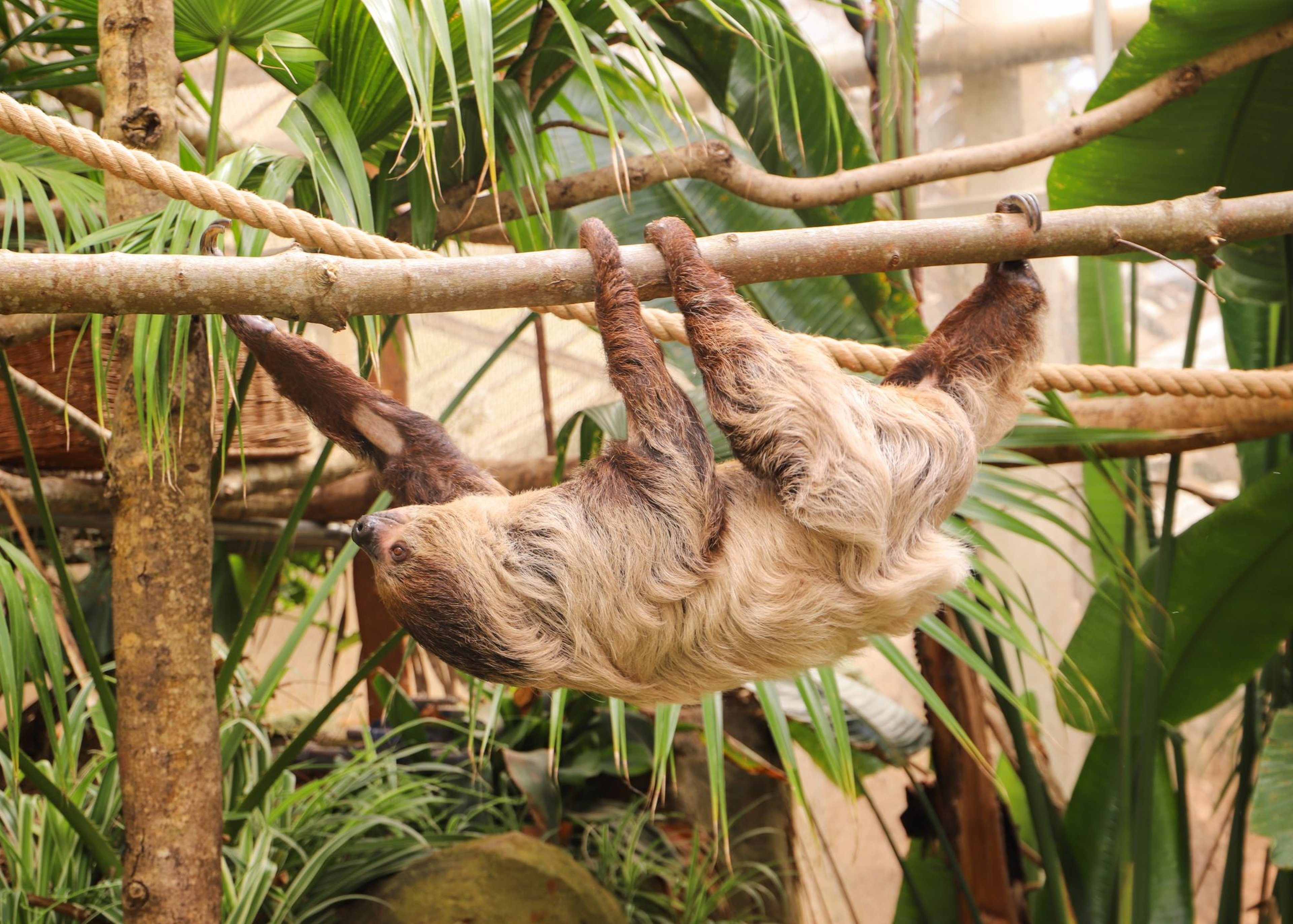 Linne's two-toed sloth climbing through enclosure at Paignton Zoo in Devon, UK