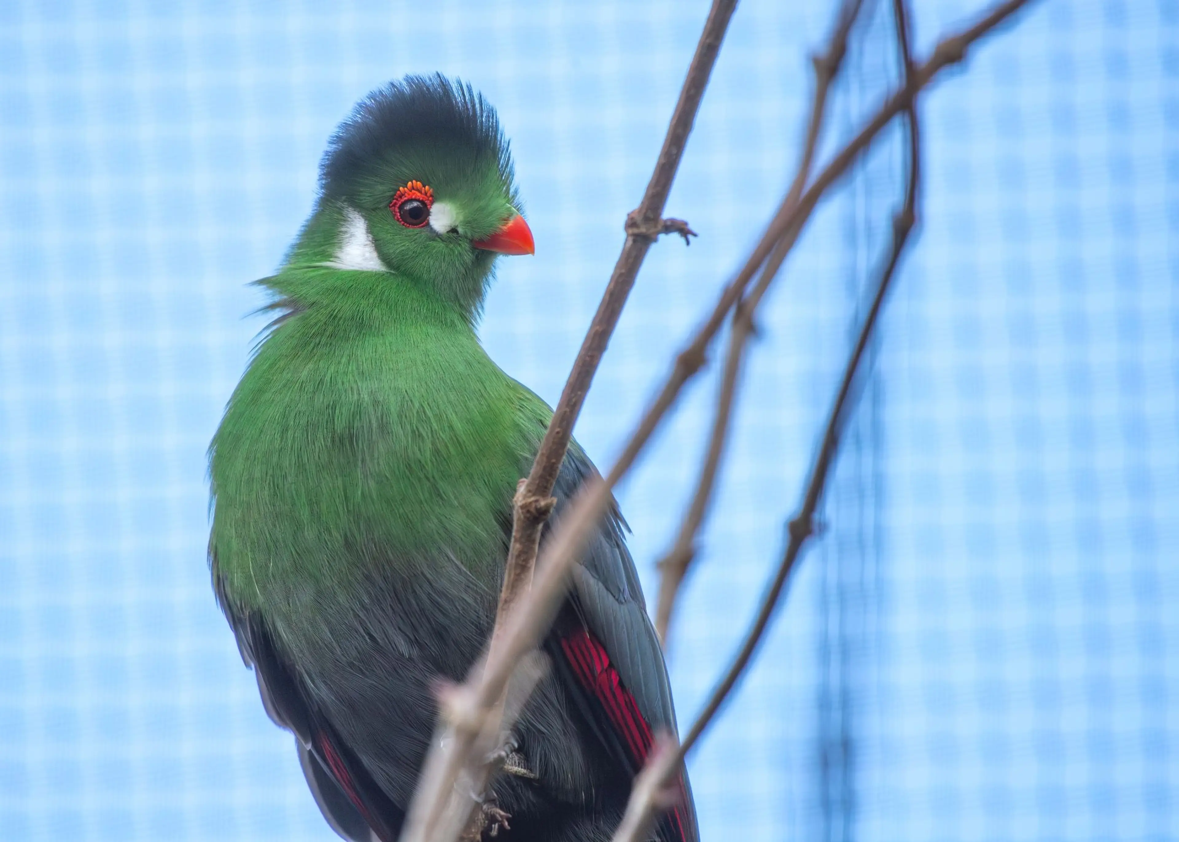 Bright green turaco bird with a red beak perched on a branch against a blue grid-patterned background.