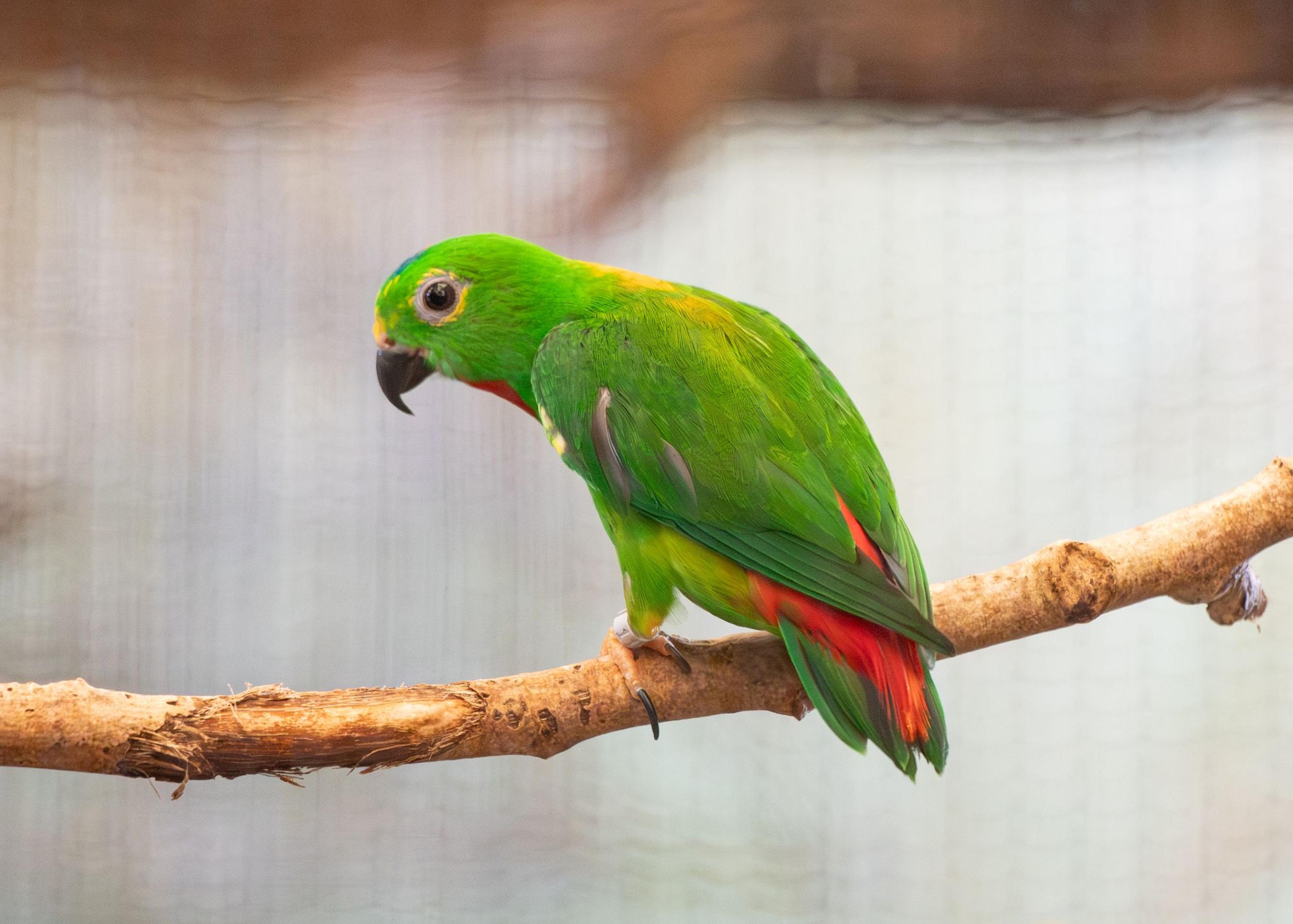 A vibrant green parrot with red tail feathers perched on a branch, against a softly blurred background.