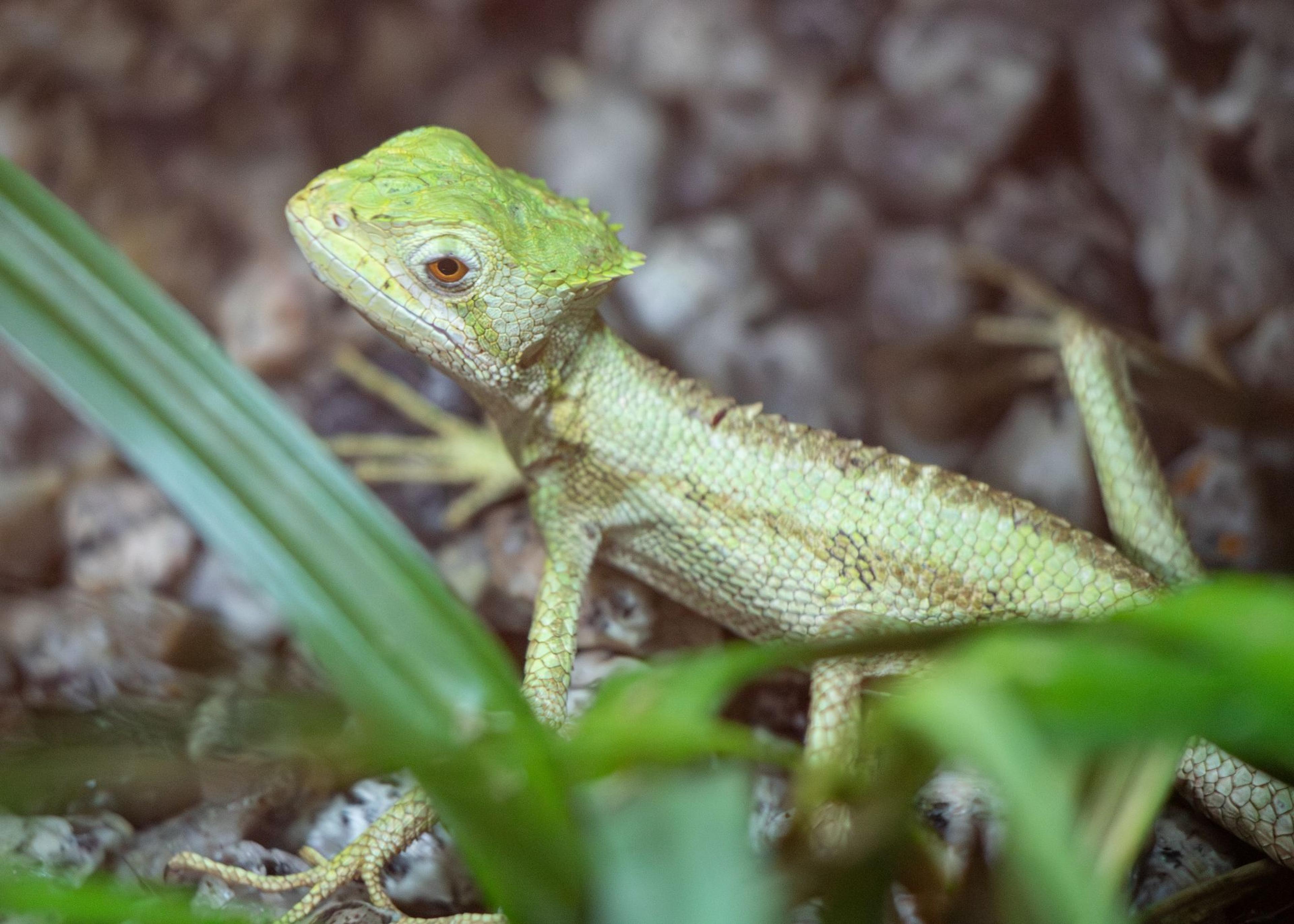 A green lizard with textured skin sits among leaves and rocks, looking to the side.