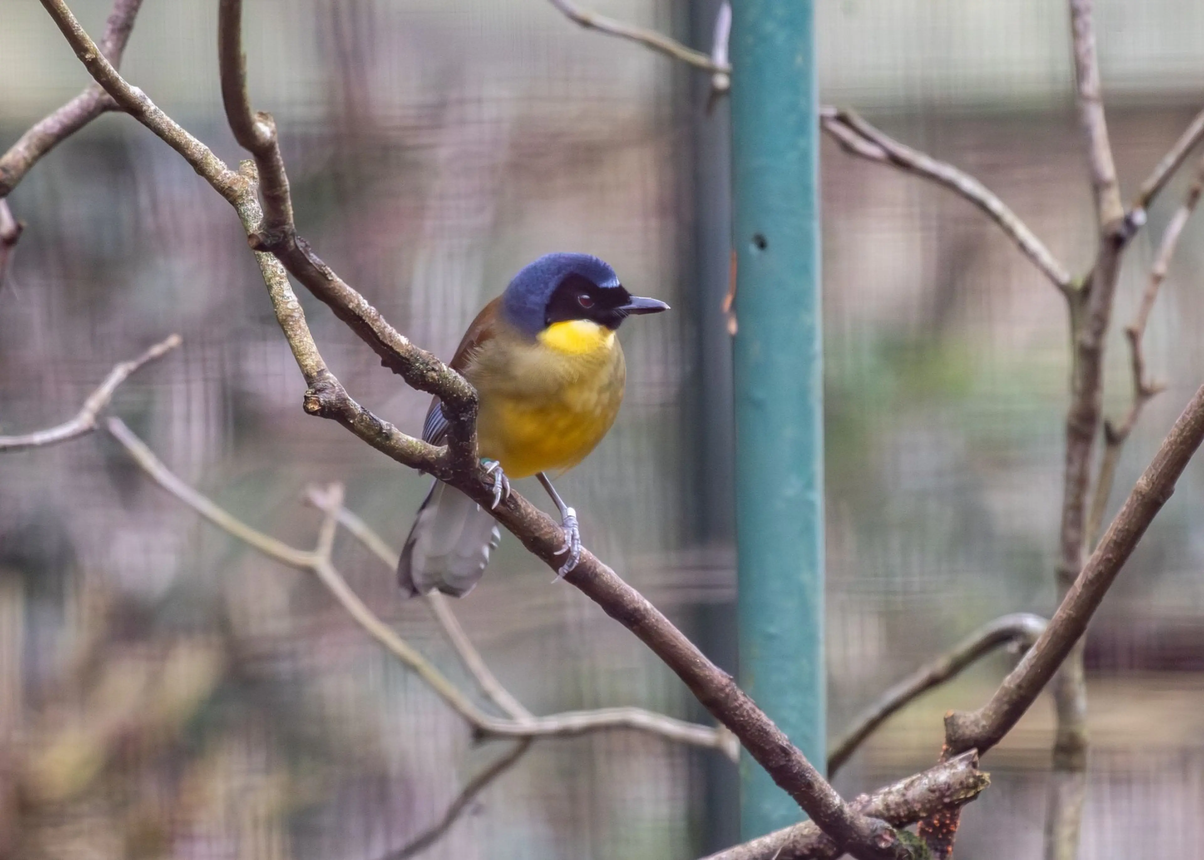 A small bird with a yellow belly and dark head perched on a branch, set against a soft-focus background.