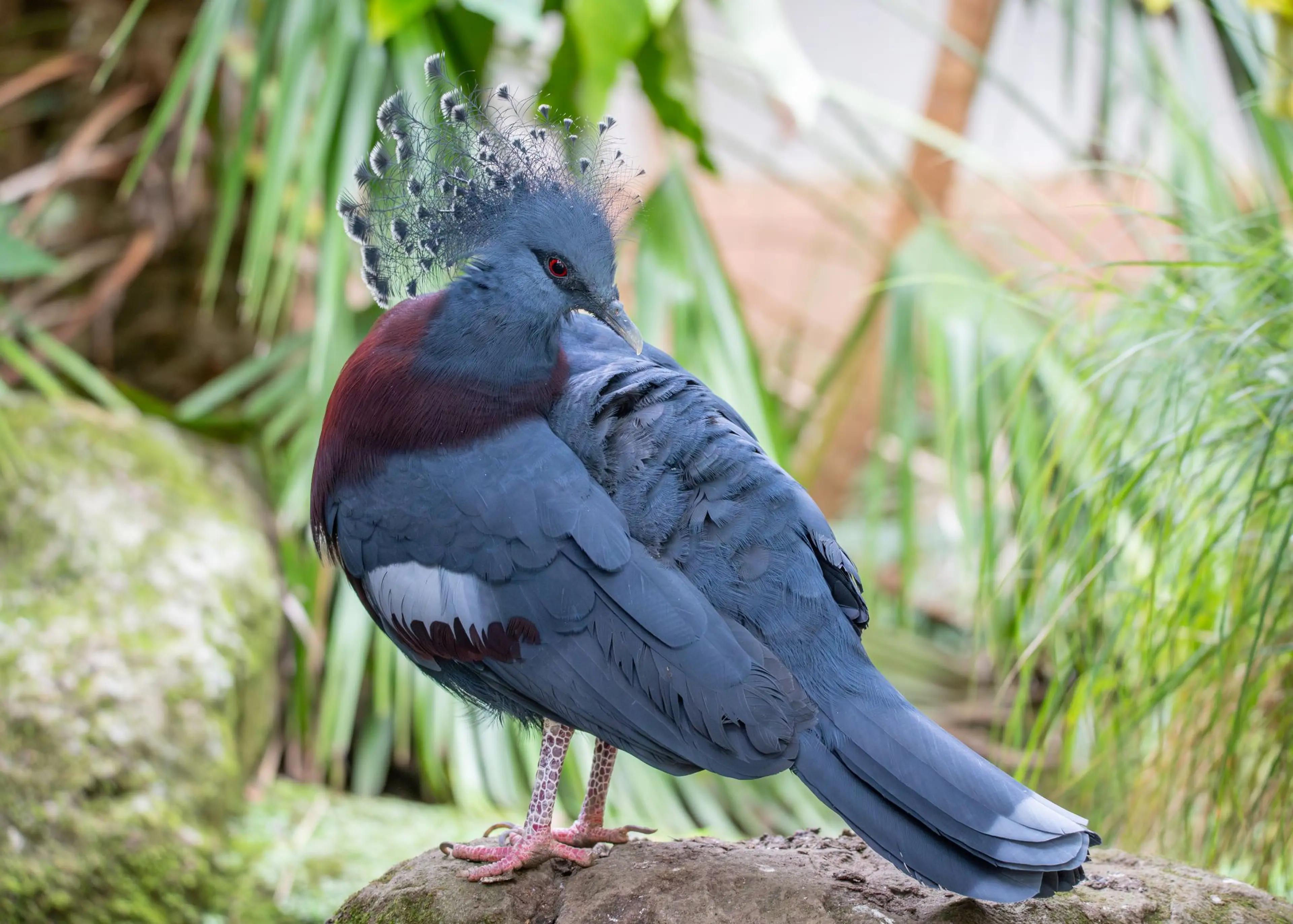 A Victoria crowned pigeon with striking blue-gray plumage, red eyes, and a lacy crest stands on a rock amidst lush greenery.
