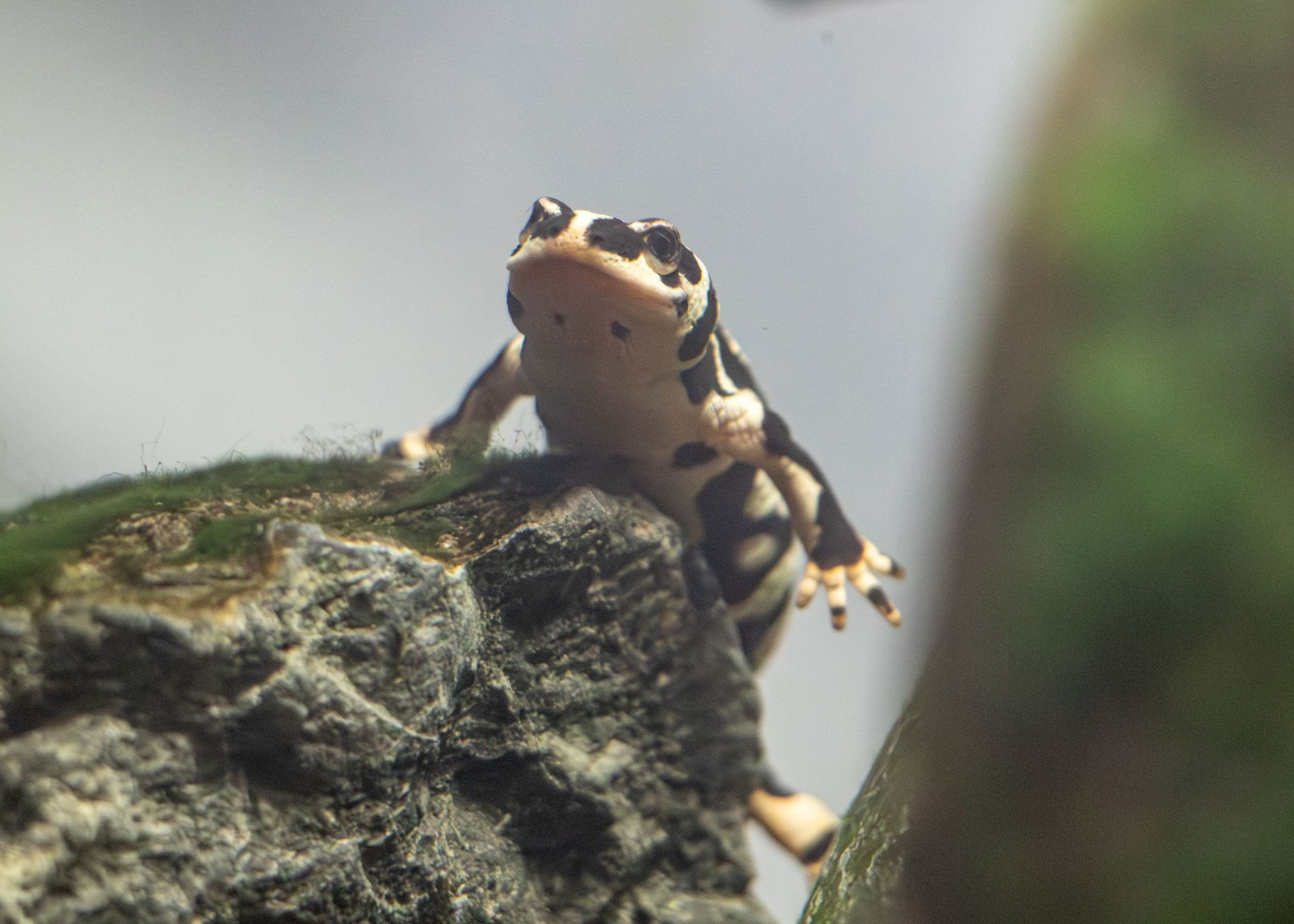 Emperor spotted newt sits on a mossy rock, looking forward, at Paignton Zoo in Devon, UK
