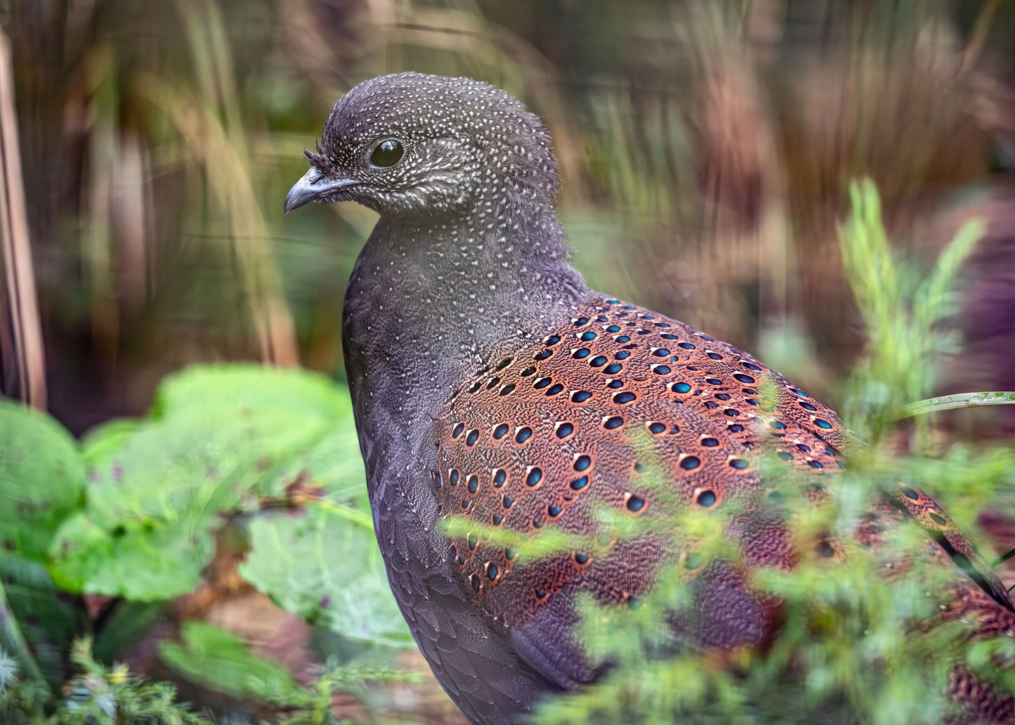 A brown bird with a speckled head and spotted feathers sits among green foliage, facing left. Paignton Zoo in Devon, UK