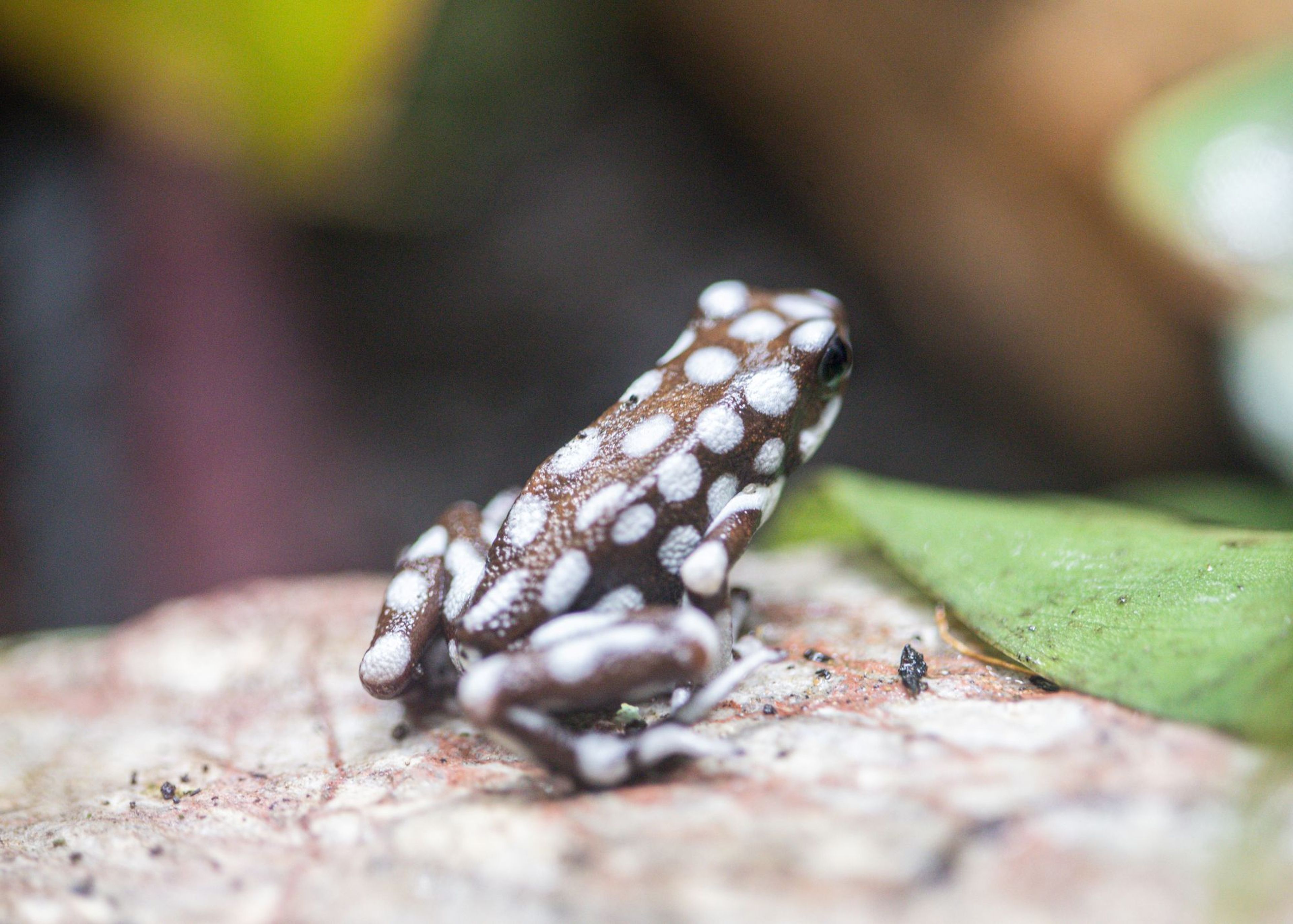 Close-up of a small frog with brown and white patterns, sitting on a textured surface next to a green leaf, with blurred foliage in the background.
