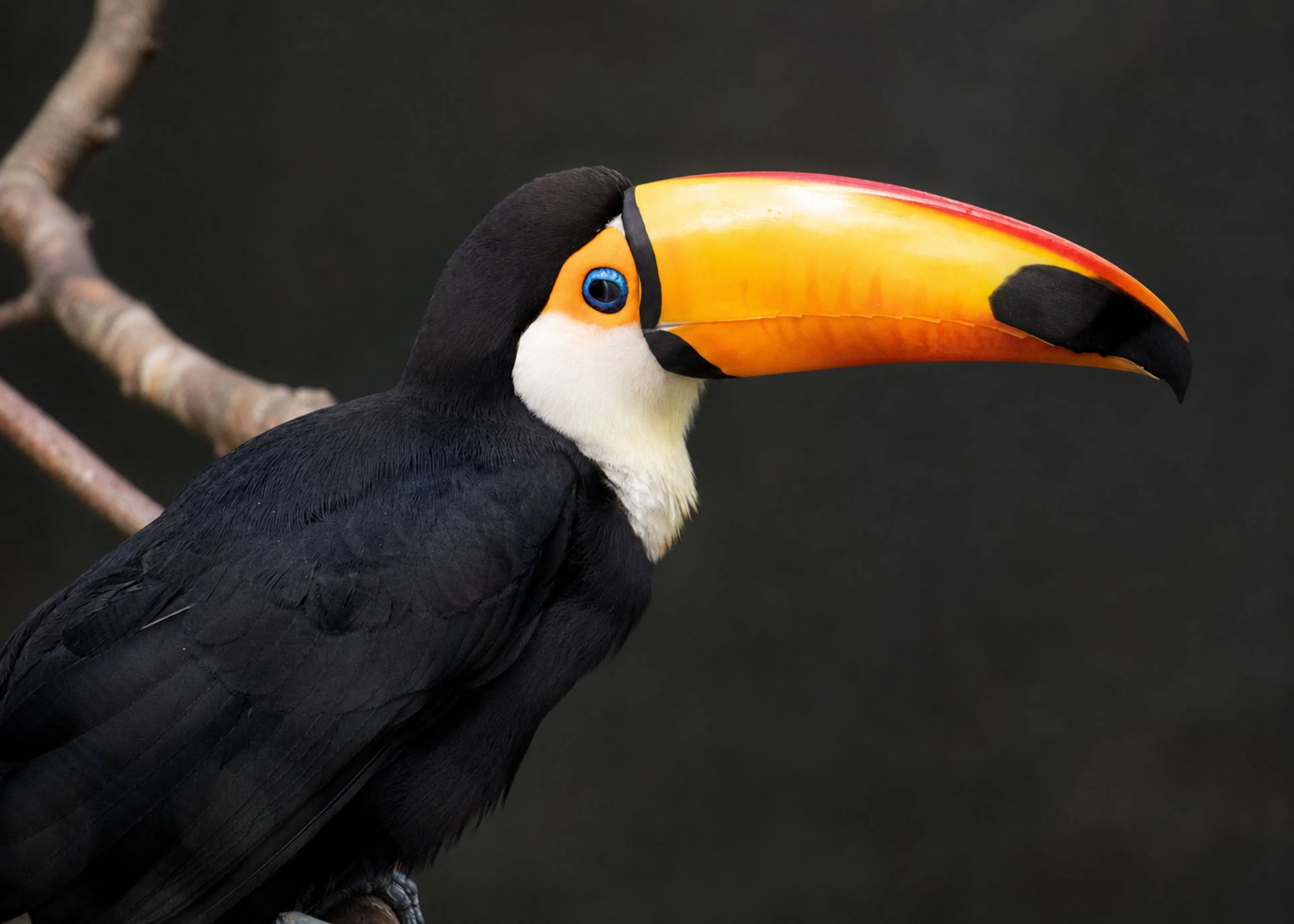 A toucan with a large, colorful beak and black and white plumage perched on a branch against a blurred background.
