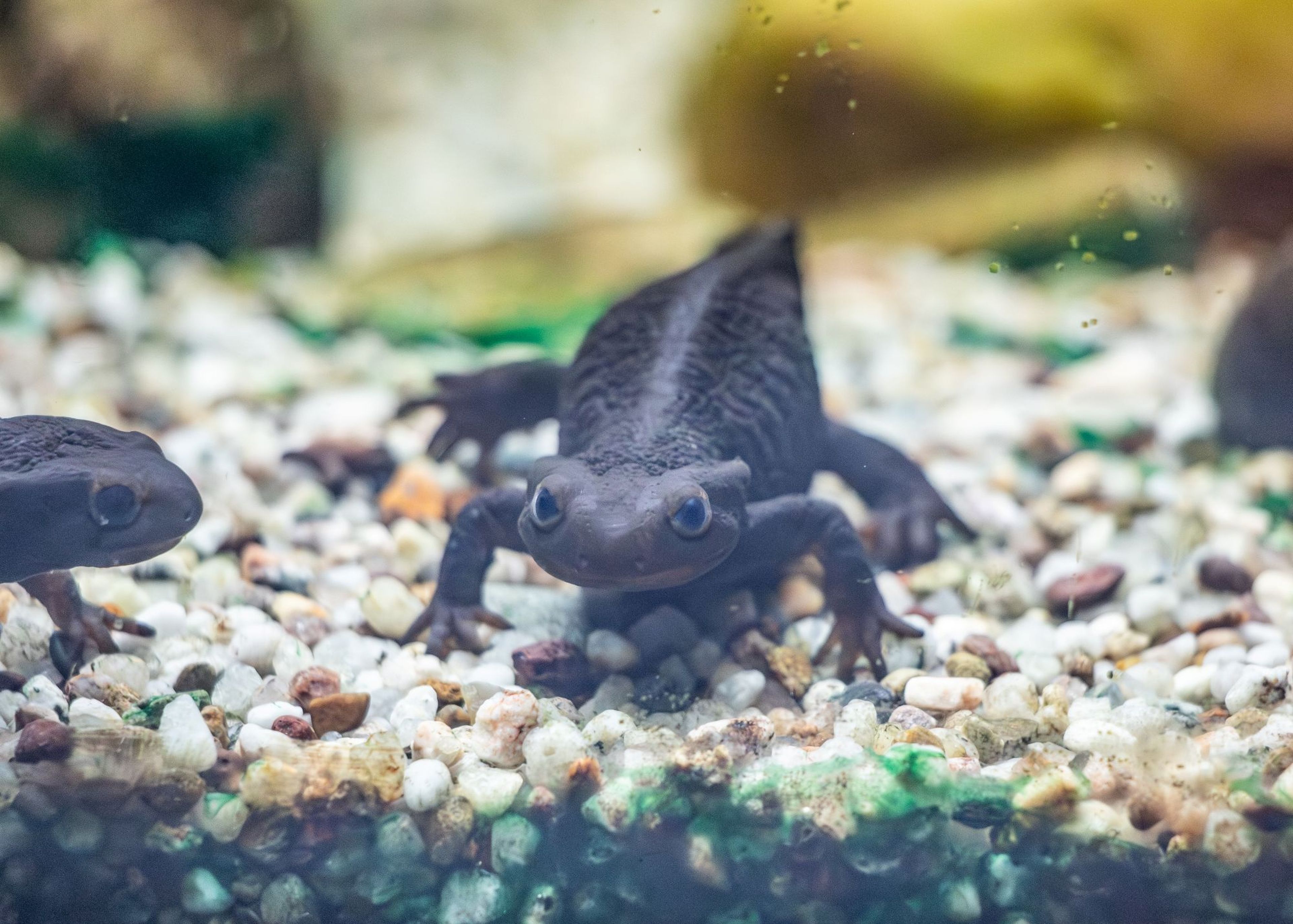 A Himalayan emperor newt with large eyes is crawling on gravel in an aquarium, surrounded by small pebbles and slightly blurred, natural background. Paignton Zoo in Devon, UK