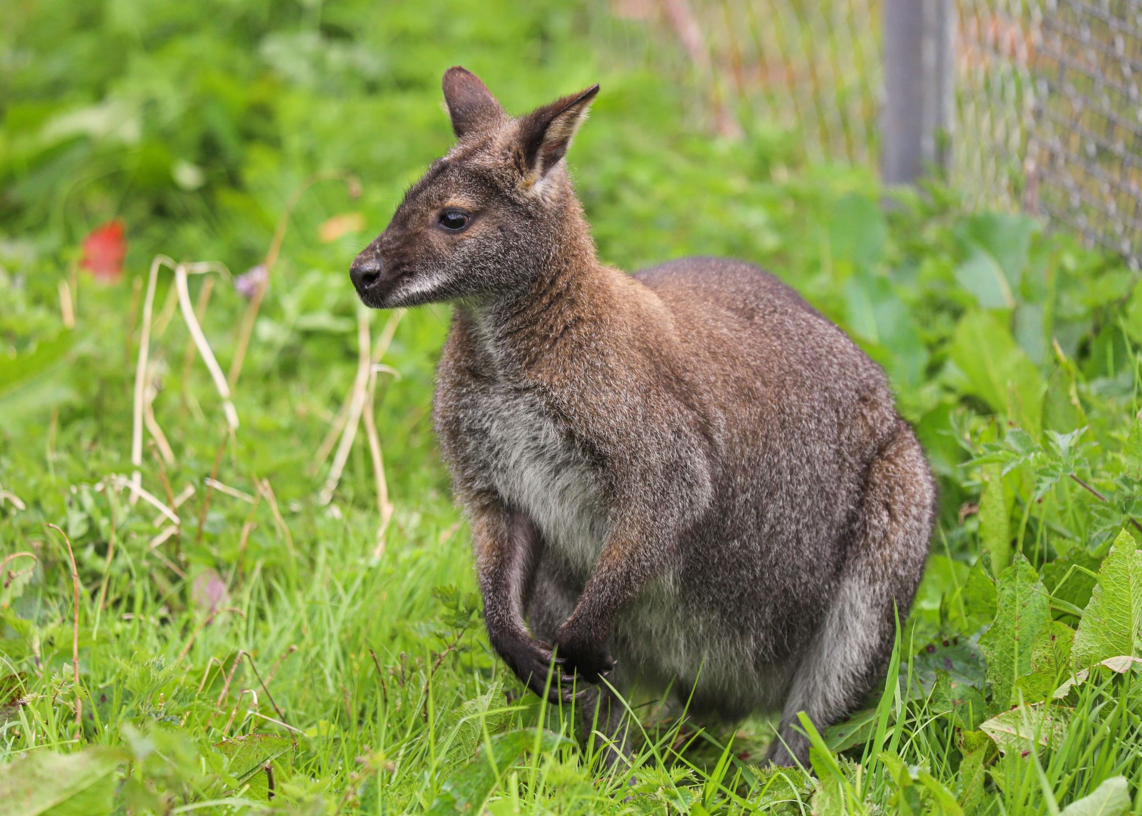 A wallaby standing on grass near a fence, surrounded by greenery at Paignton Zoo in Devon, UK