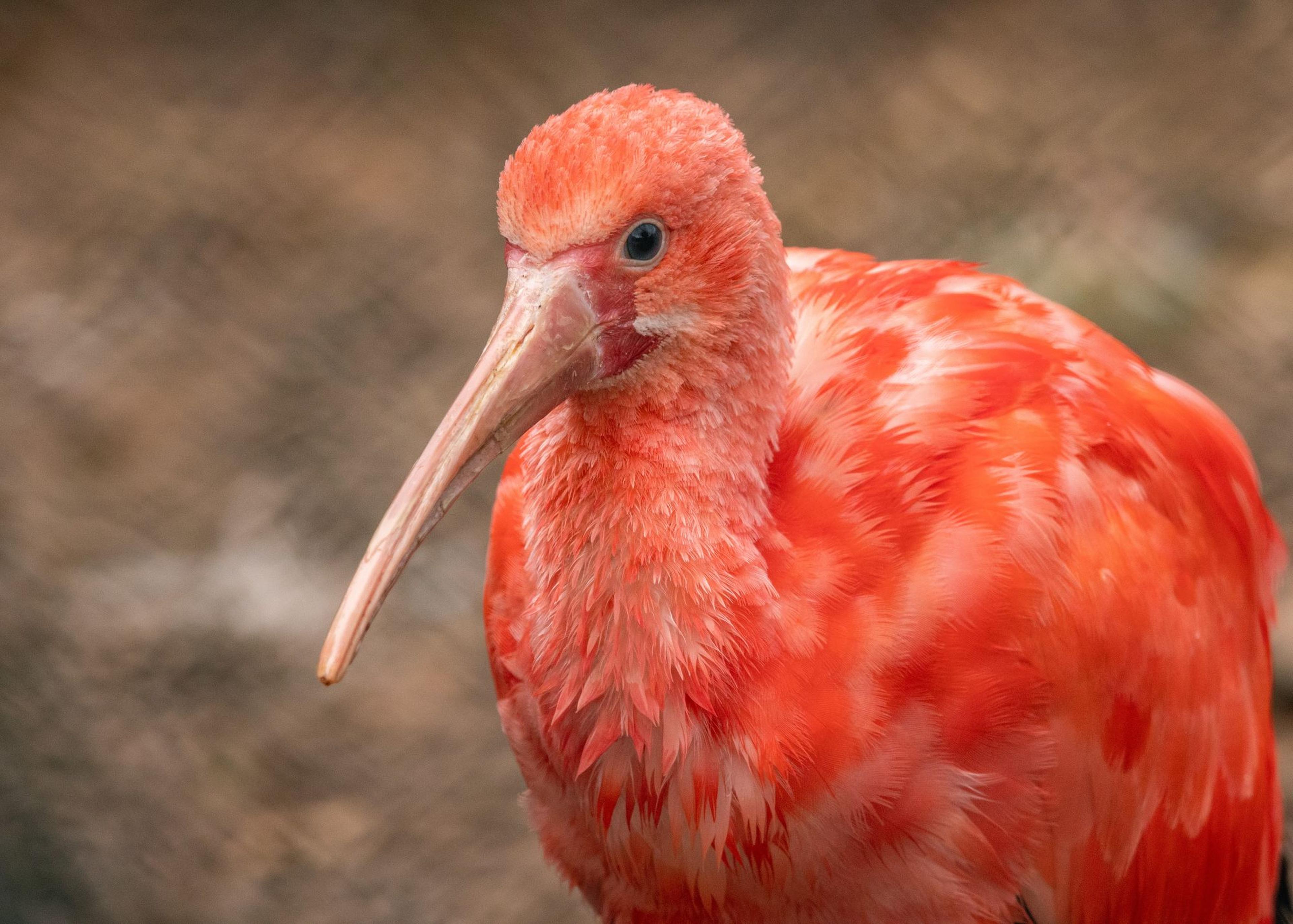 Close-up of a scarlet ibis with vibrant red-orange feathers and a long, slender beak against a blurred neutral background at Paignton Zoo in Devon, UK