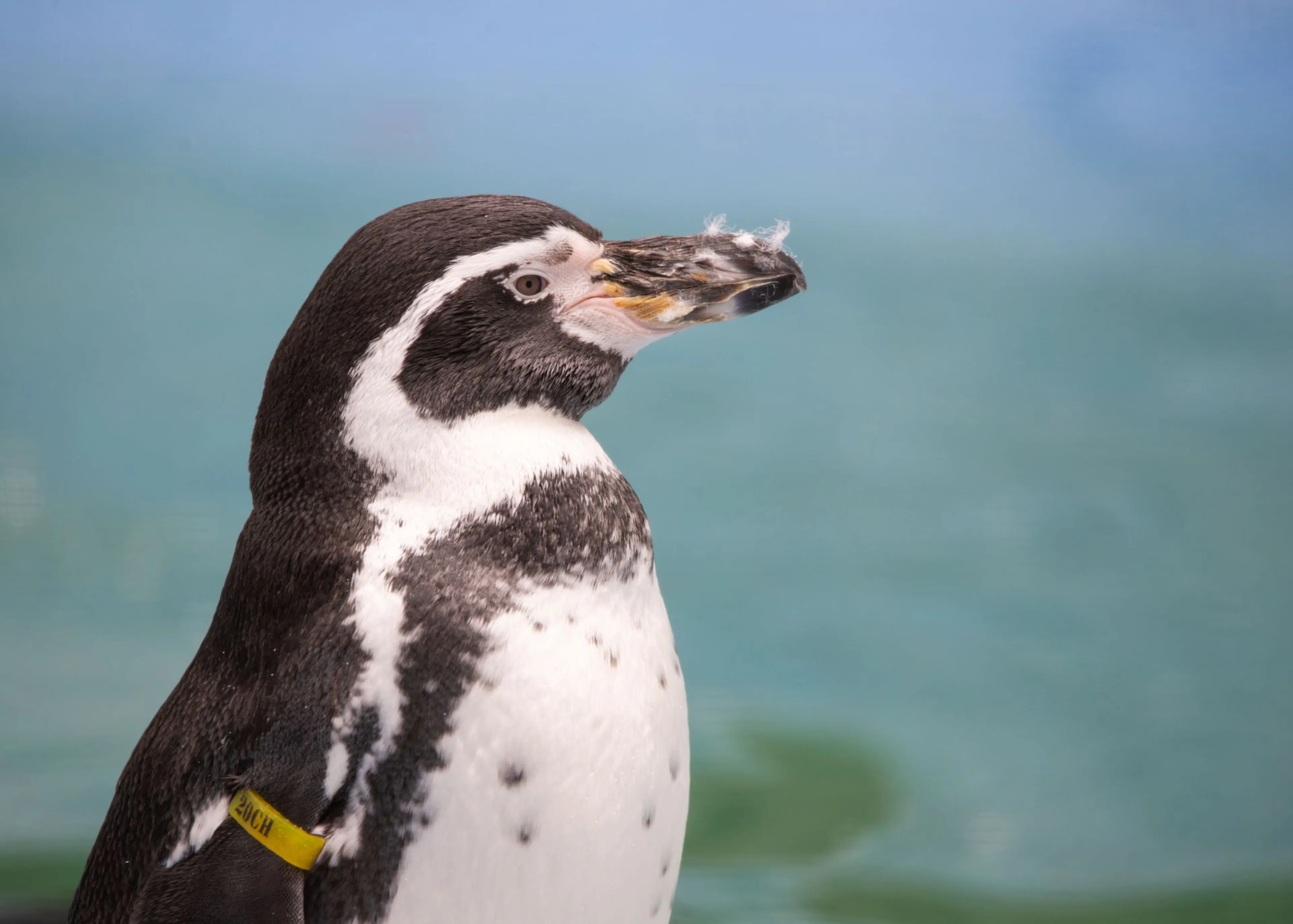 Close-up of a penguin with black and white feathers and a yellow tag on its wing, standing against a blurred blue and green background.