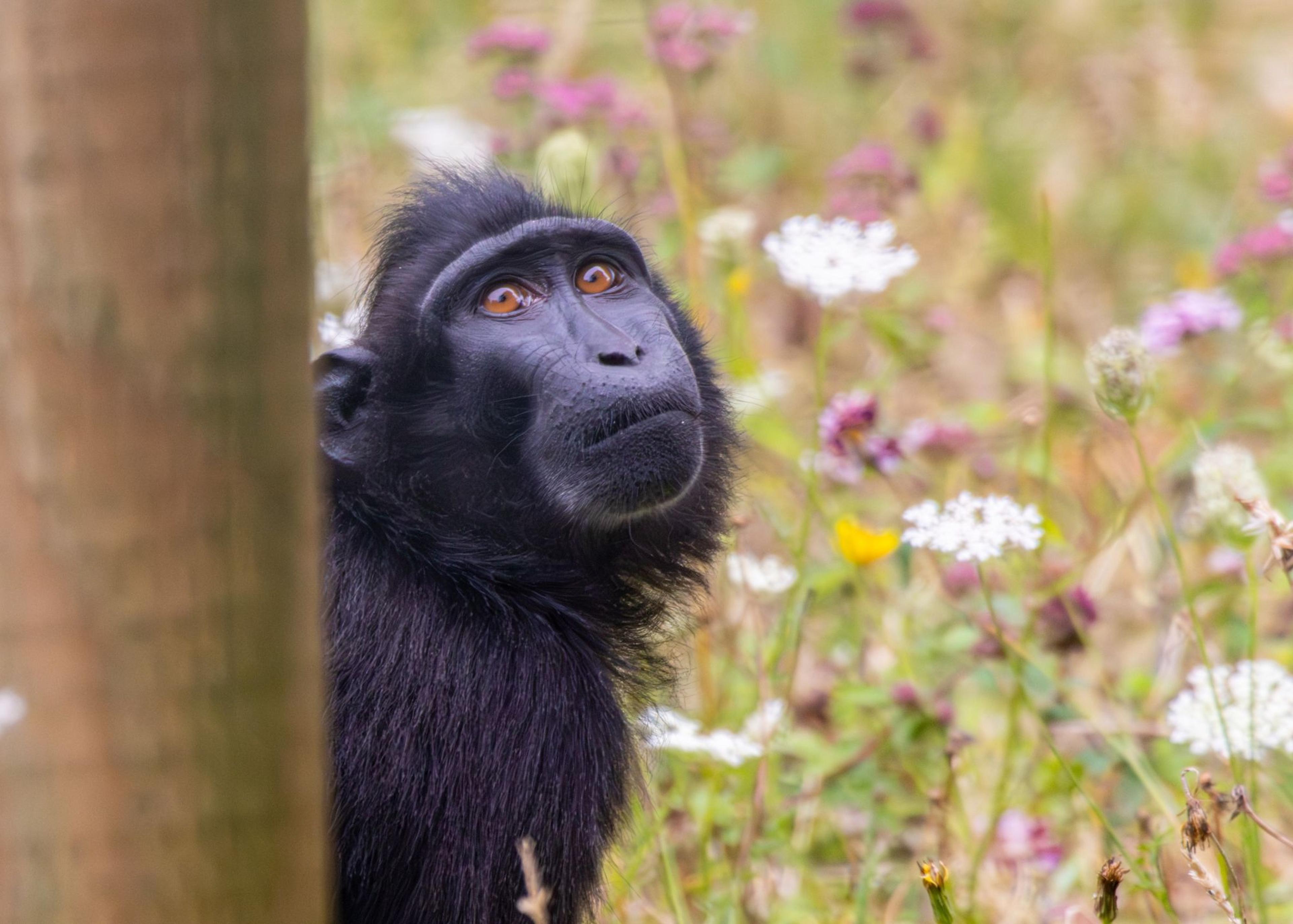 Black macaque peering curiously from behind a wooden post, surrounded by wildflowers in a grassy field.
