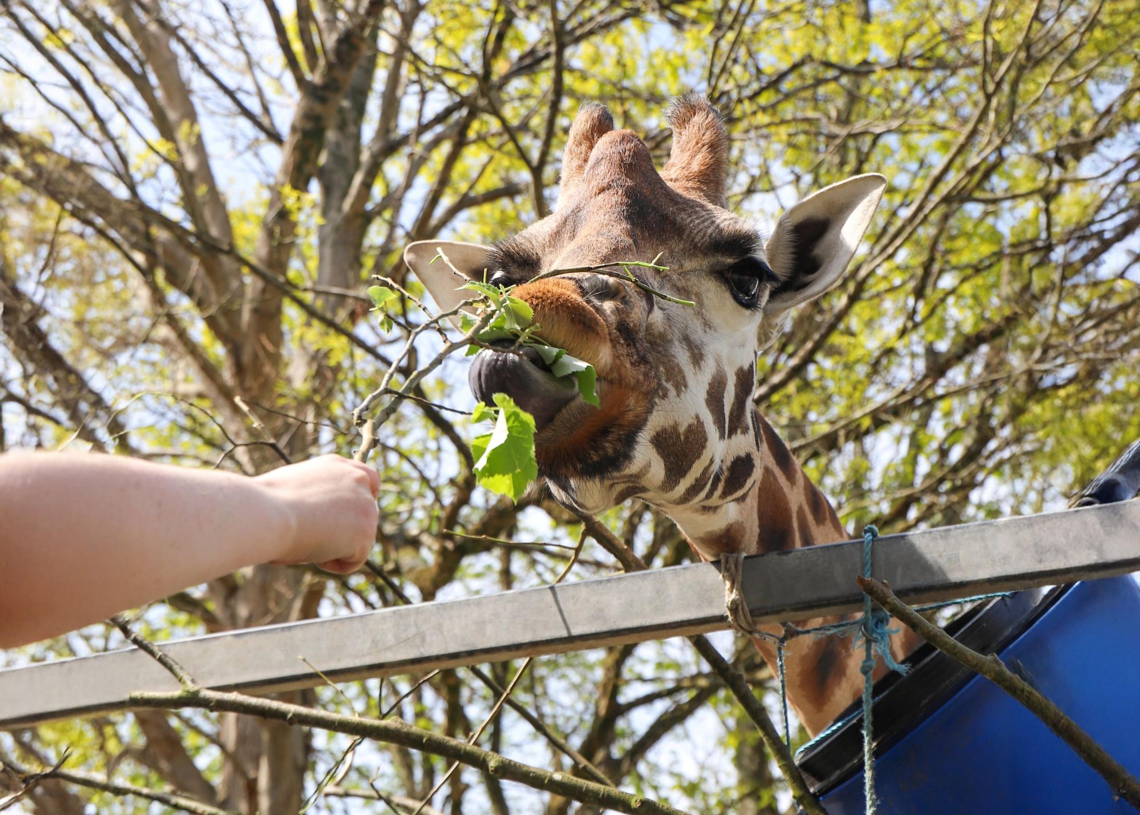 A giraffe eating leaves from a branch held by a person's hand, with trees and blue sky in the background.