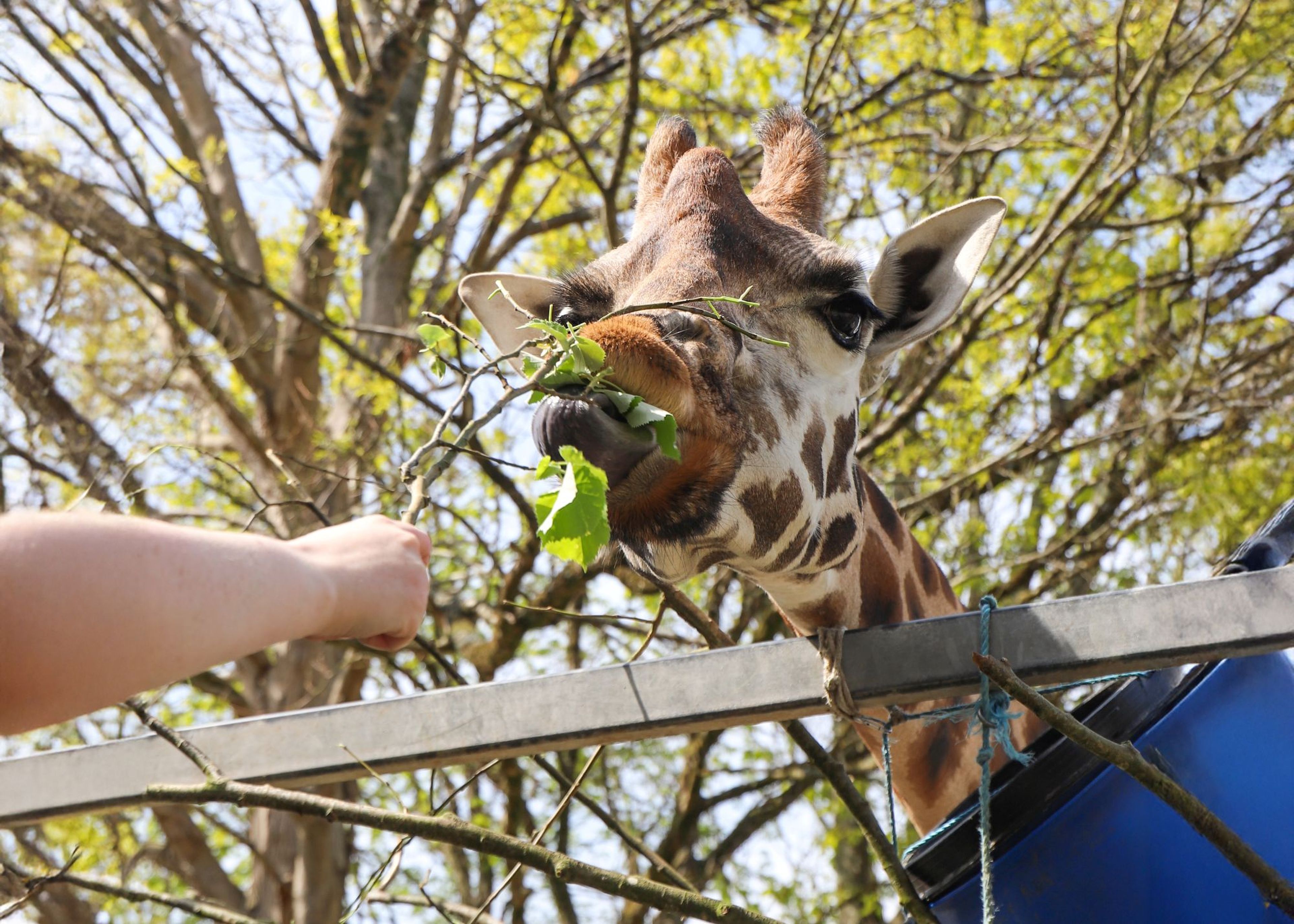A giraffe eating leaves from a branch held by a person's hand, with trees and blue sky in the background.