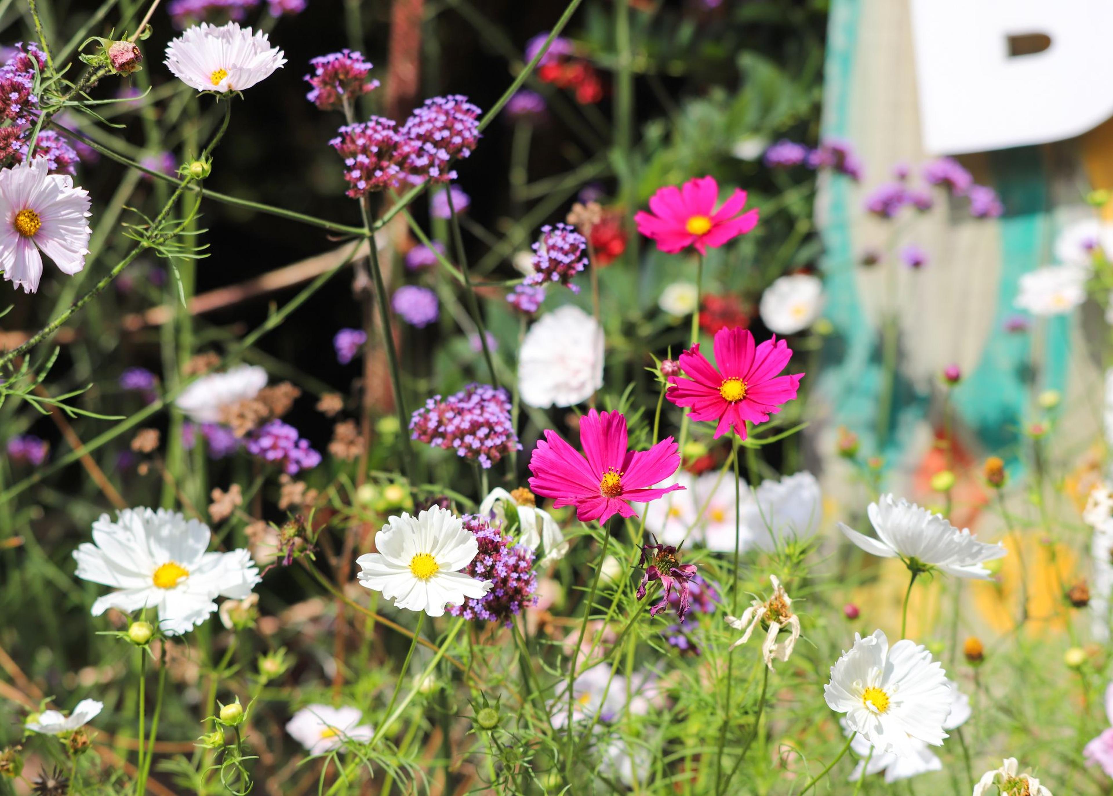 Colorful wildflowers, including pink, white, and purple blooms, in a lush, green garden setting with hints of a wooden structure in the background.