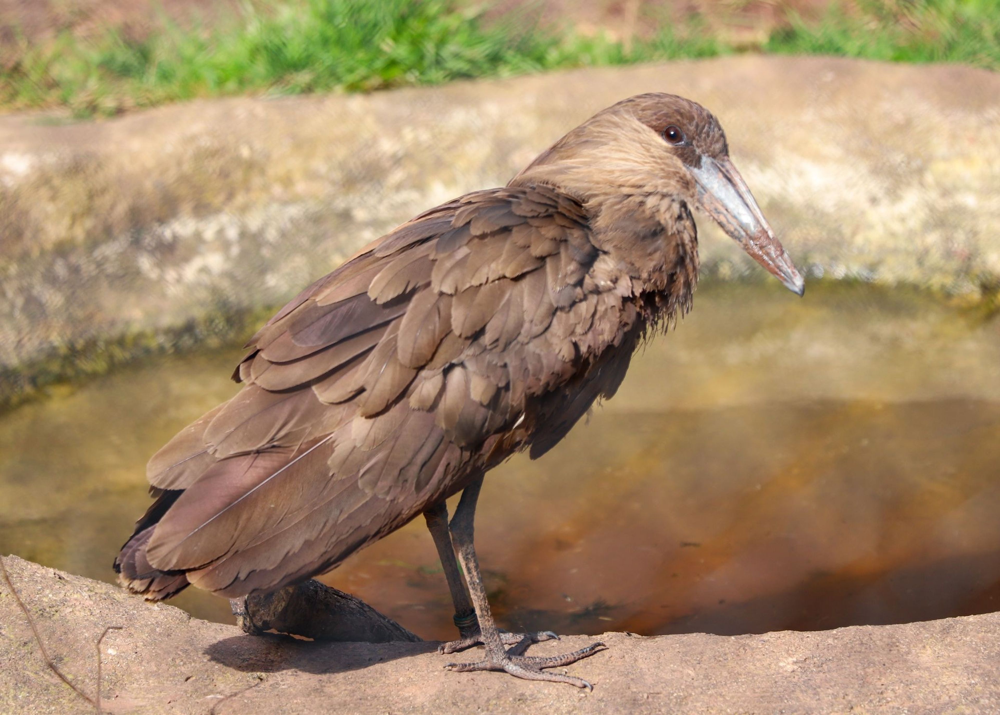 Hamerkop stood at the waters edge at Paignton Zoo in Devon, UK