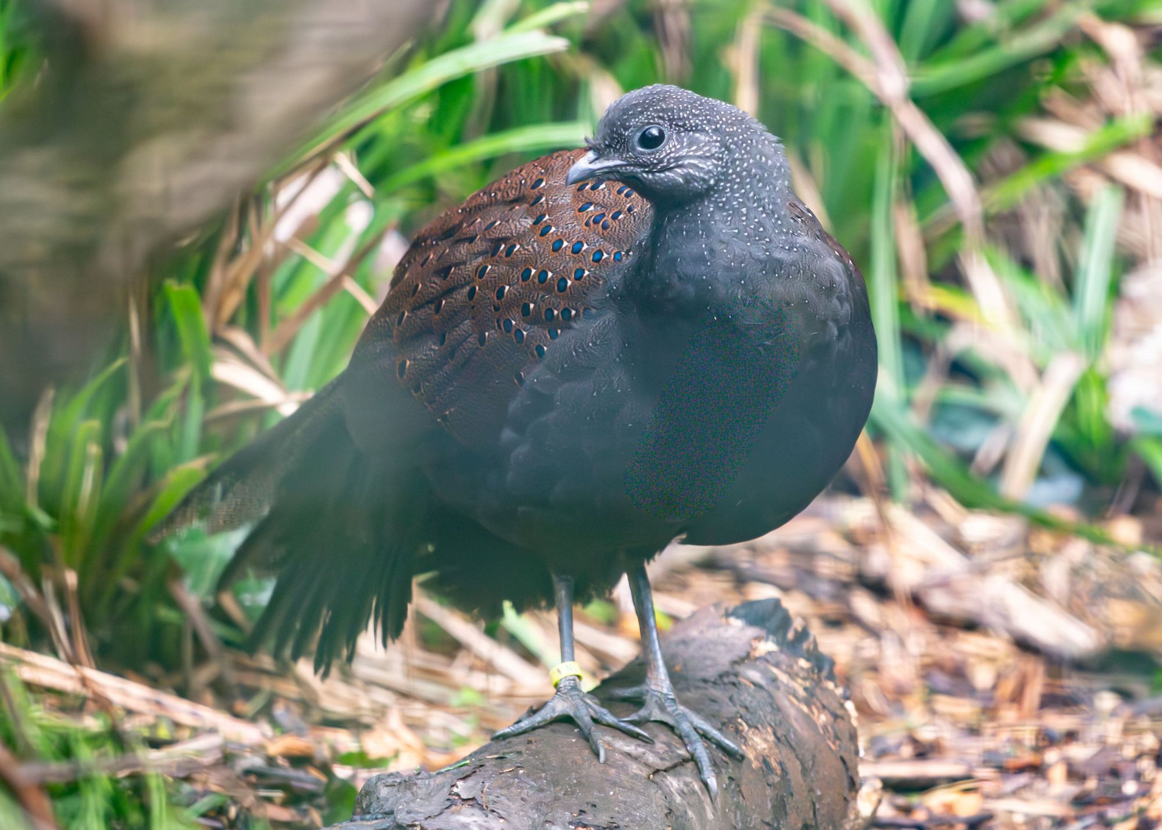 A mountain peacock-pheasant stands on a branch, surrounded by lush green foliage at Paignton Zoo in Devon, UK