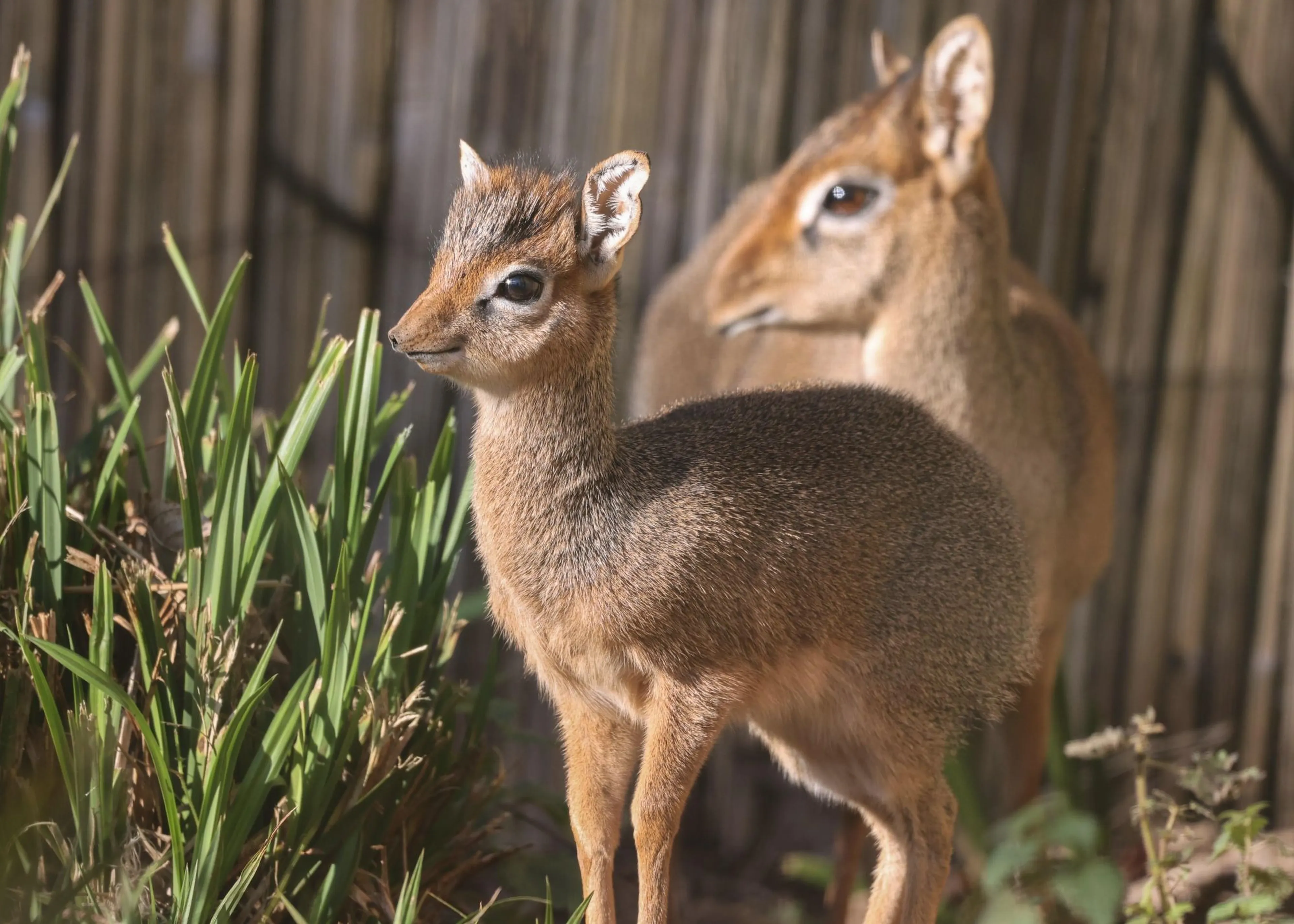 Two small antelopes stand near tall grass, one in the foreground looking left, the other slightly blurred in the background, with a wooden fence.