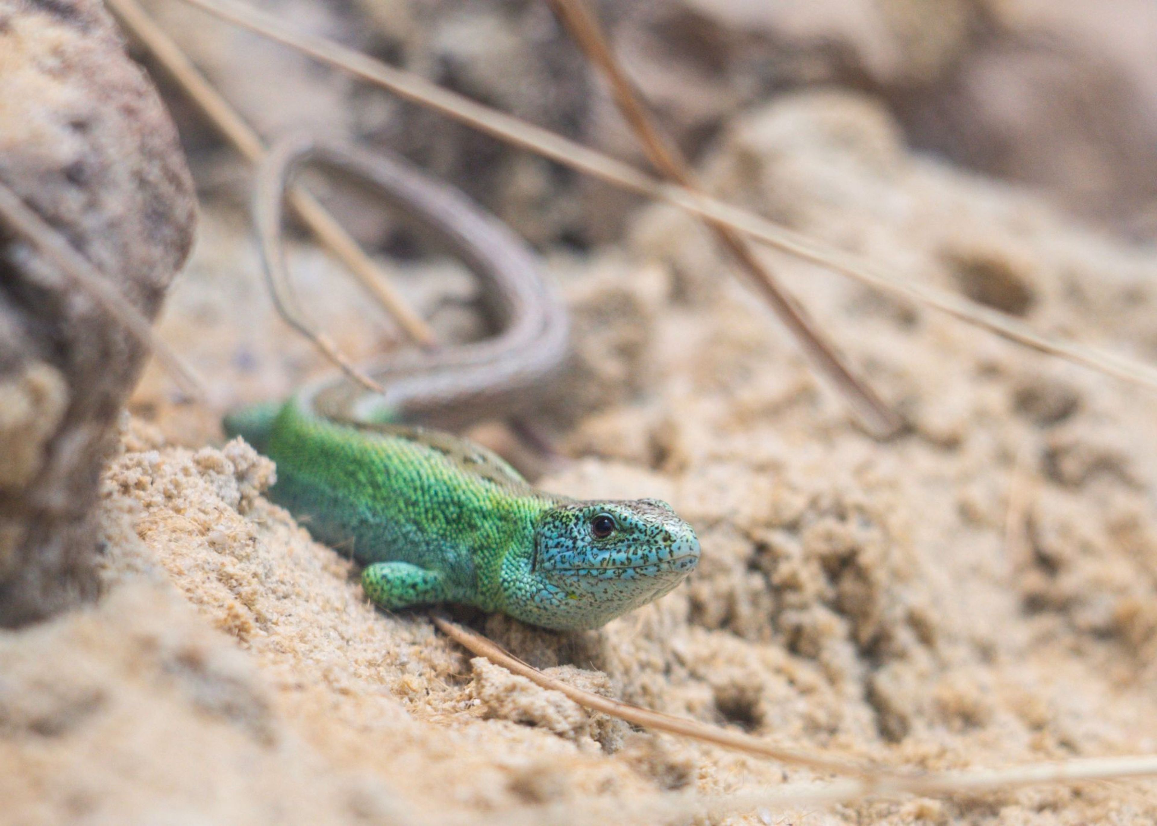 A green lizard with a long tail lies on sandy ground, blending with its surroundings. Thin twigs and rocks are scattered around.