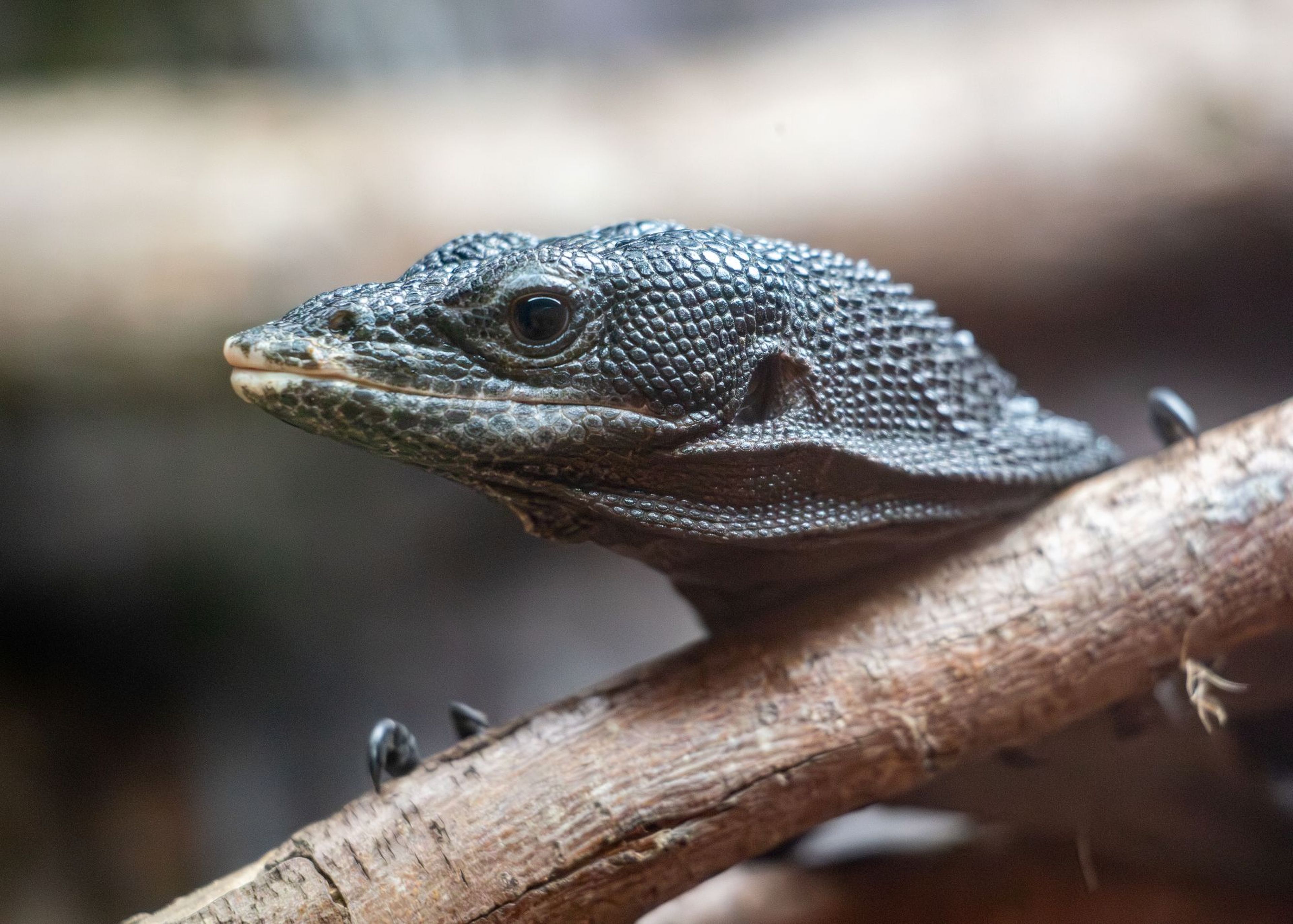 Close-up of a textured, scaly lizard head resting on a branch, with a soft-focus background and subtle lighting.