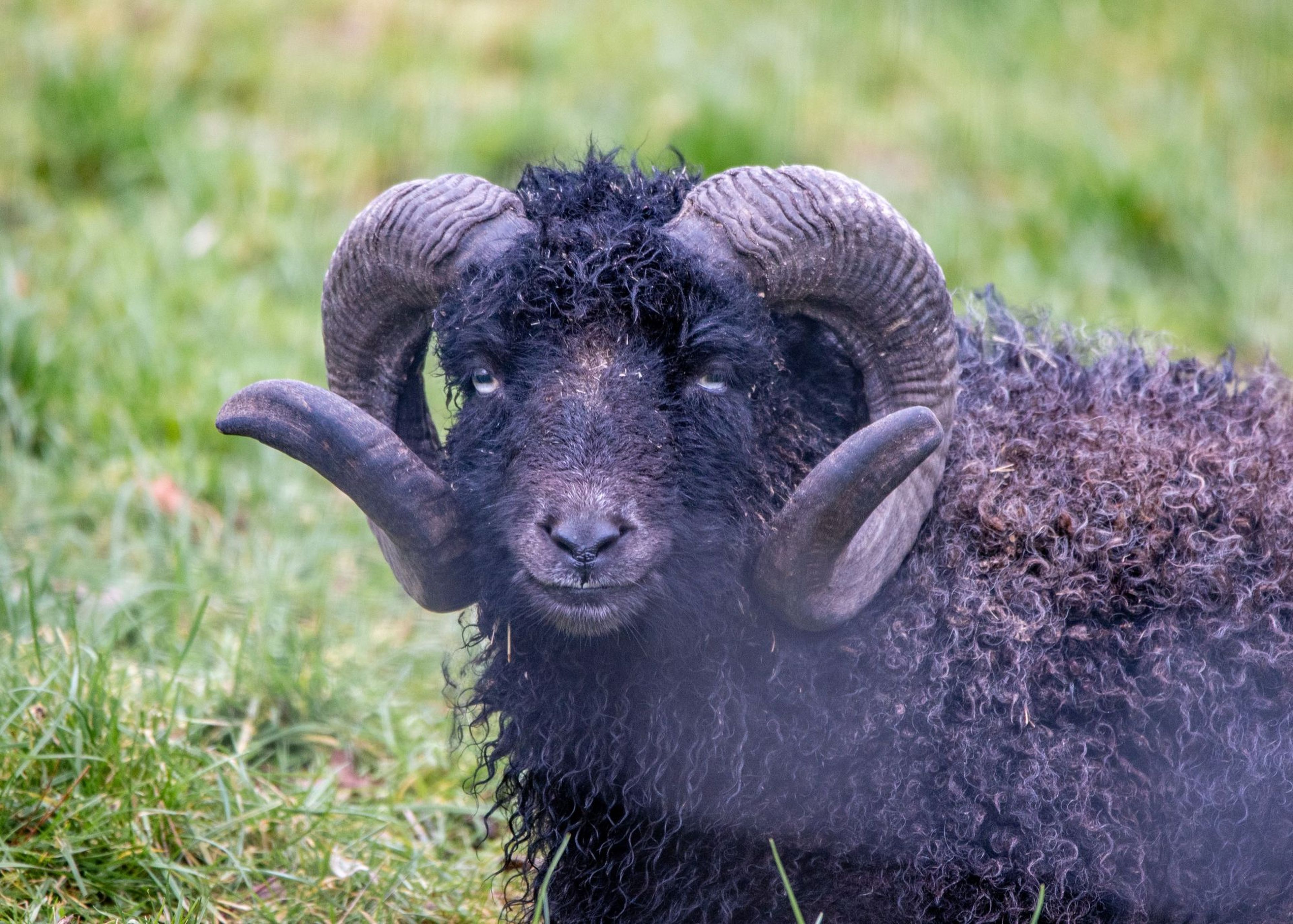 Curly-haired black sheep with large curved horns lies on lush grass, facing the camera.
